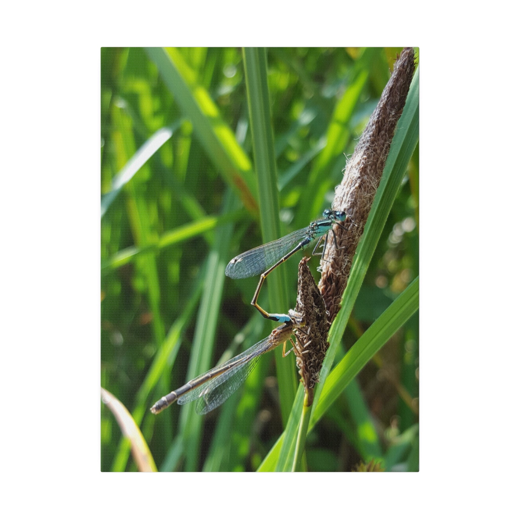Damselflies Mating On A Reed Canvas - The Trio Synergize Group
