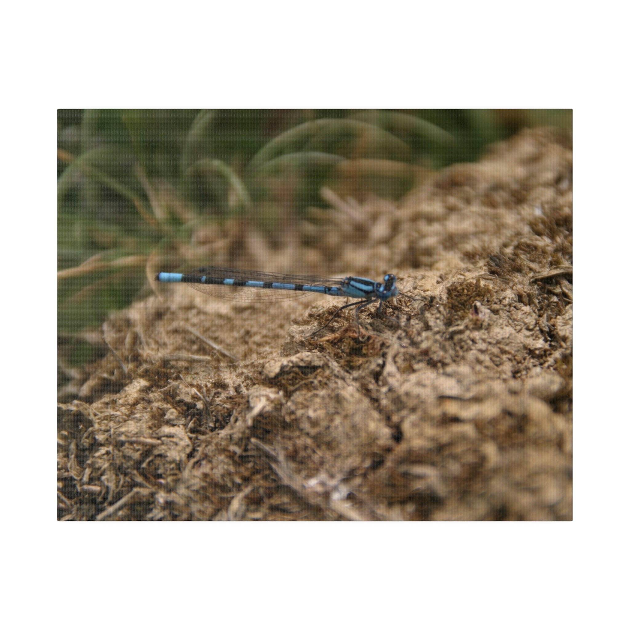 Damselfly Resting On The Ground Close Up Canvas - The Trio Synergize Group