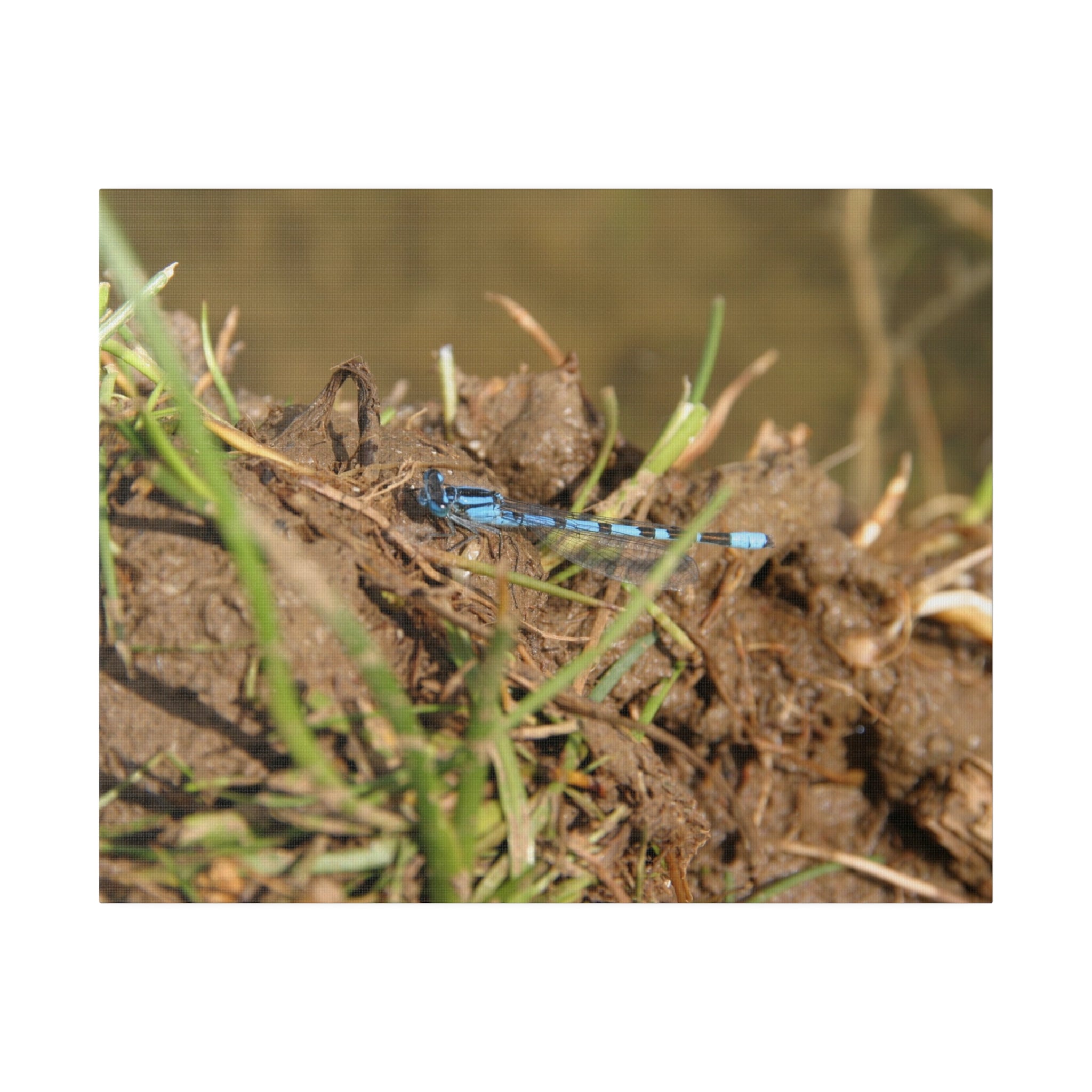 Damselfly Resting On The Waters Edge Canvas - The Trio Synergize Group