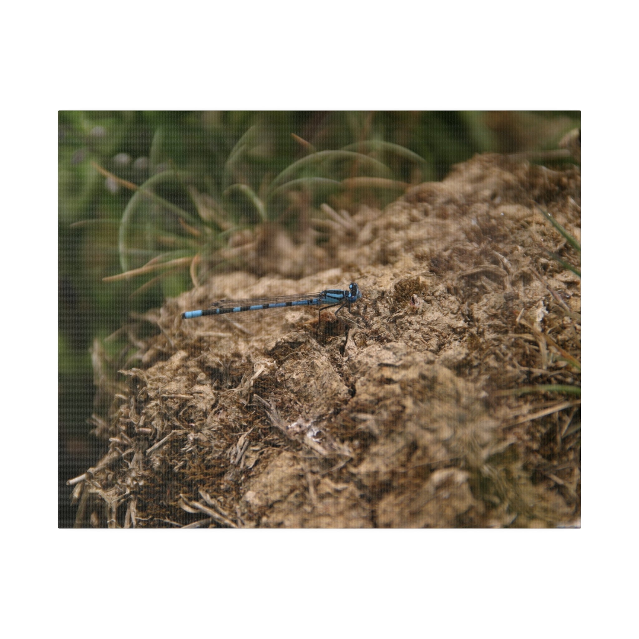 Damselfly Resting Canvas Print - The Trio Synergize Group