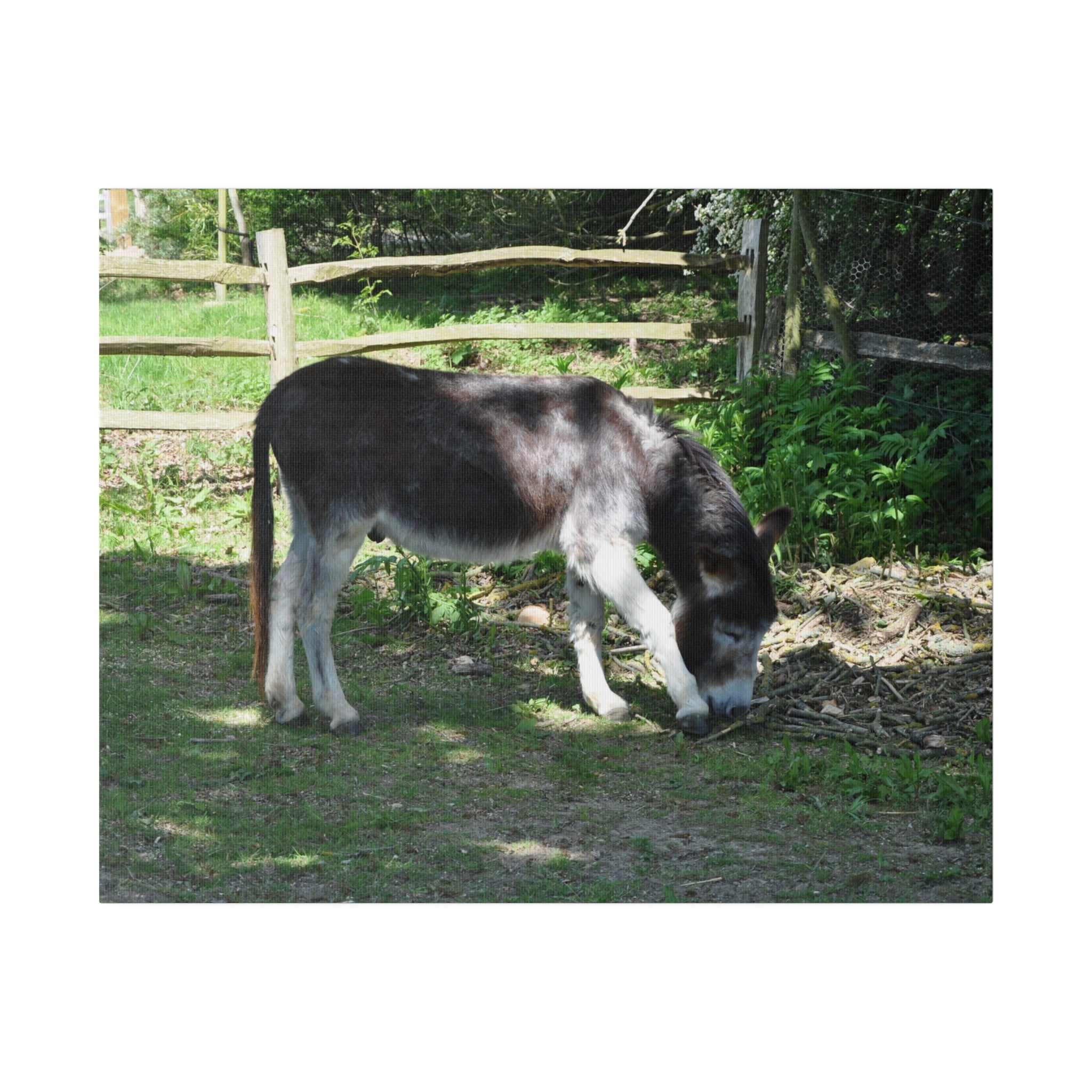 Donkey Eating Grass Canvas Print - The Trio Synergize Group