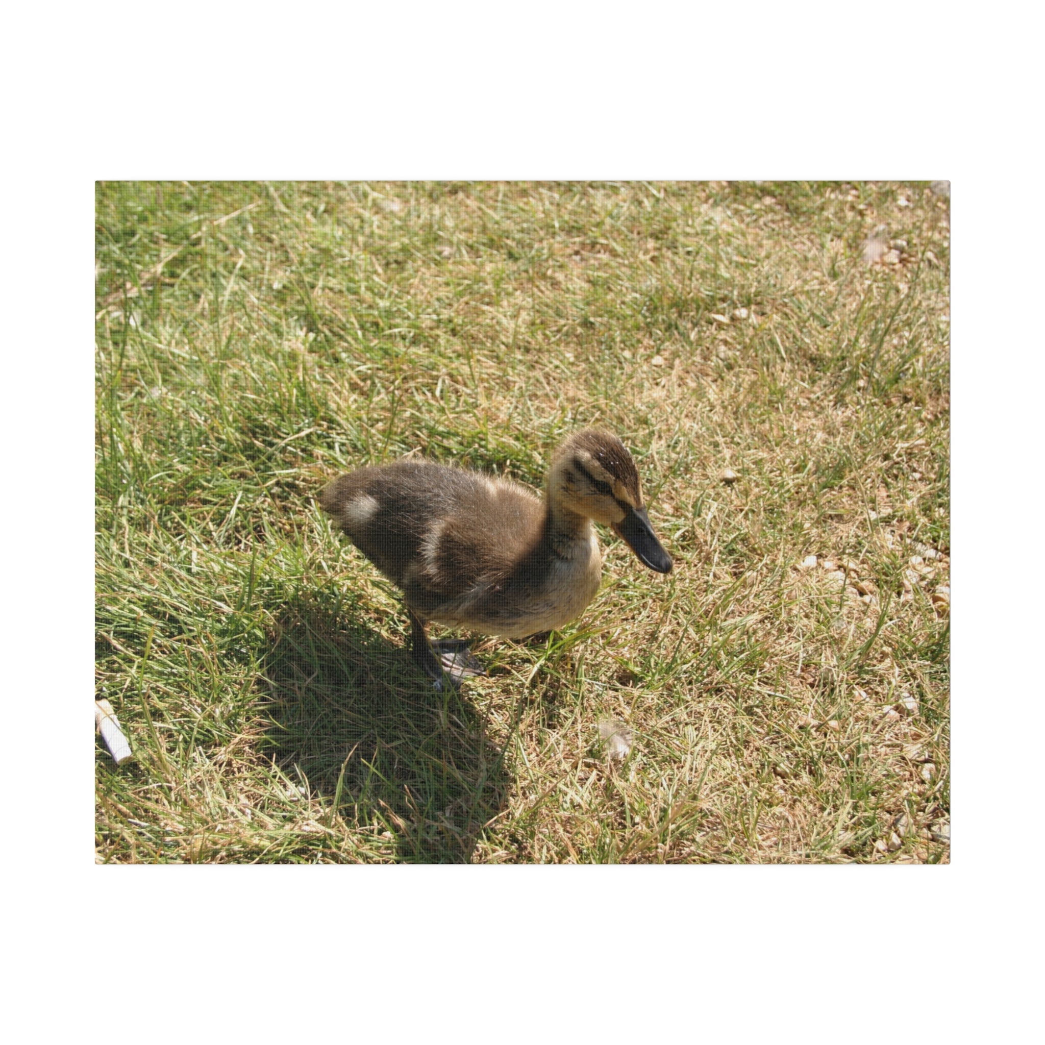 Single Duckling Looking Right Canvas - The Trio Synergize Group