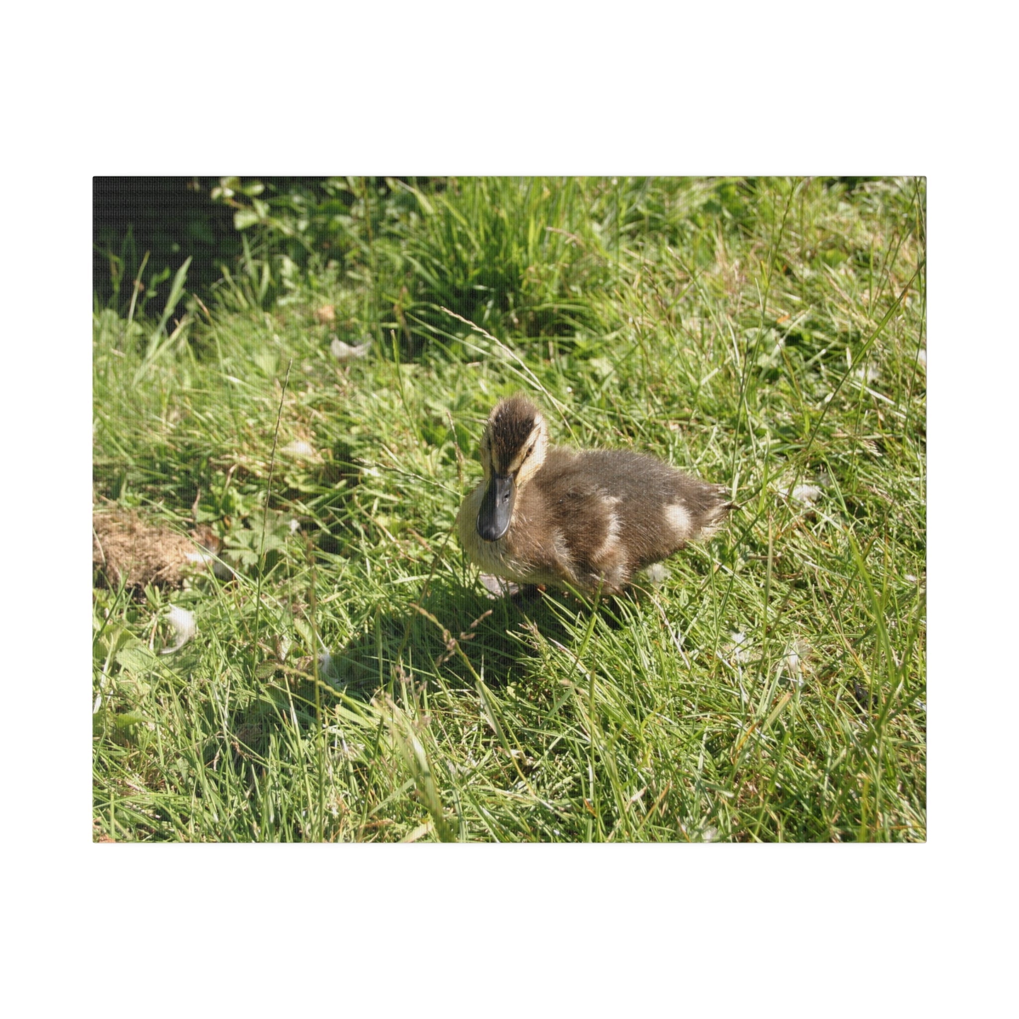 Single Duckling Looking Forward Canvas - The Trio Synergize Group