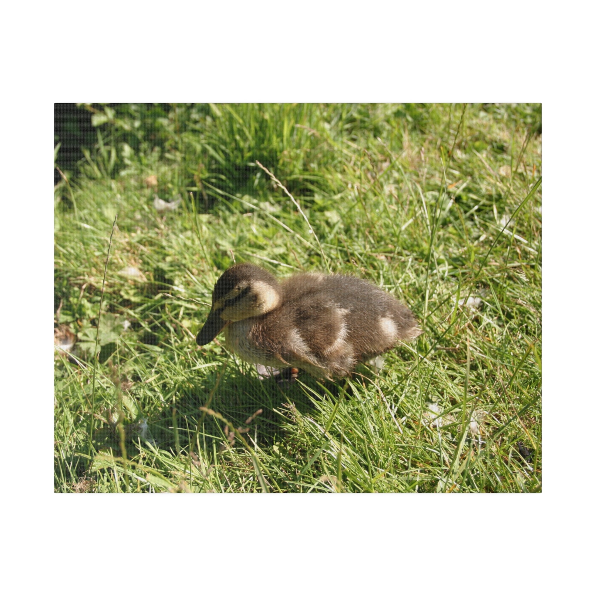 Single Duckling Sitting Canvas - The Trio Synergize Group