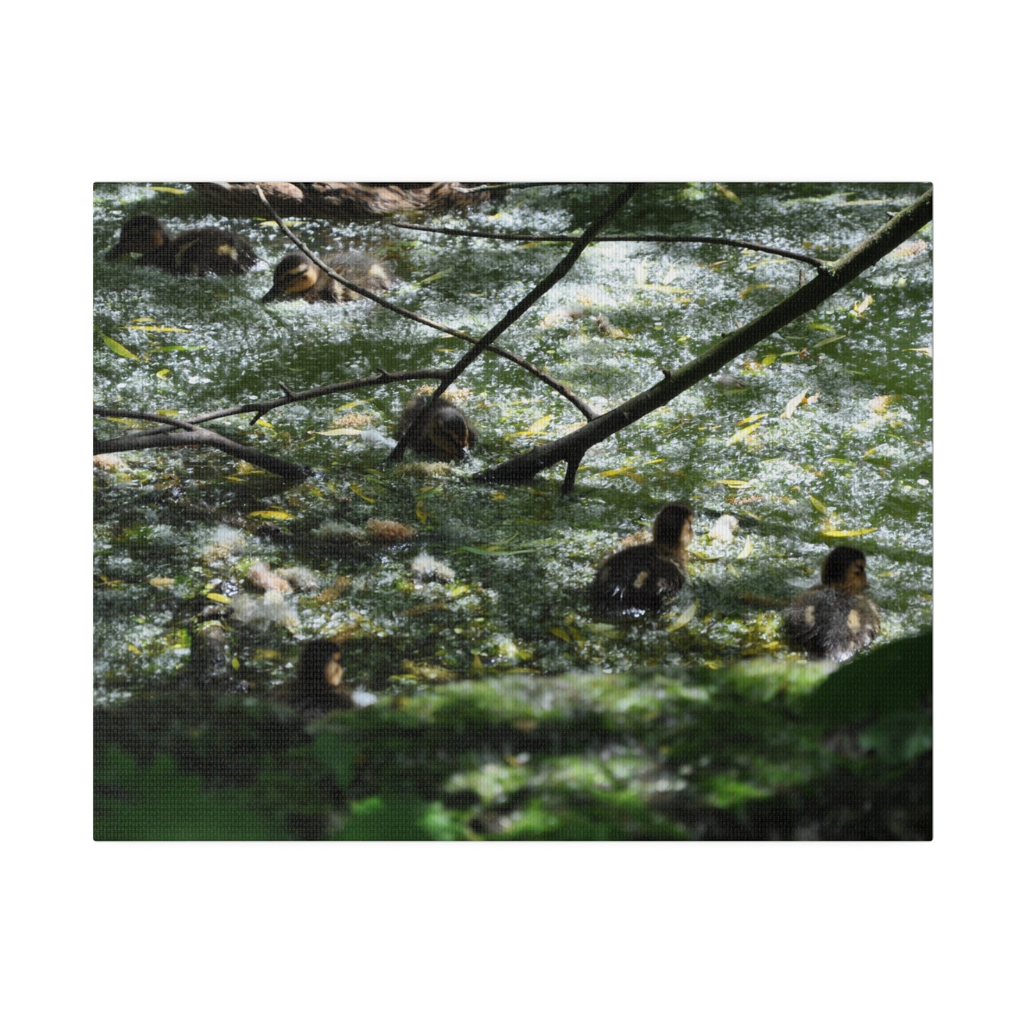 Baby Ducklings Swimming Canvas - The Trio Synergize Group