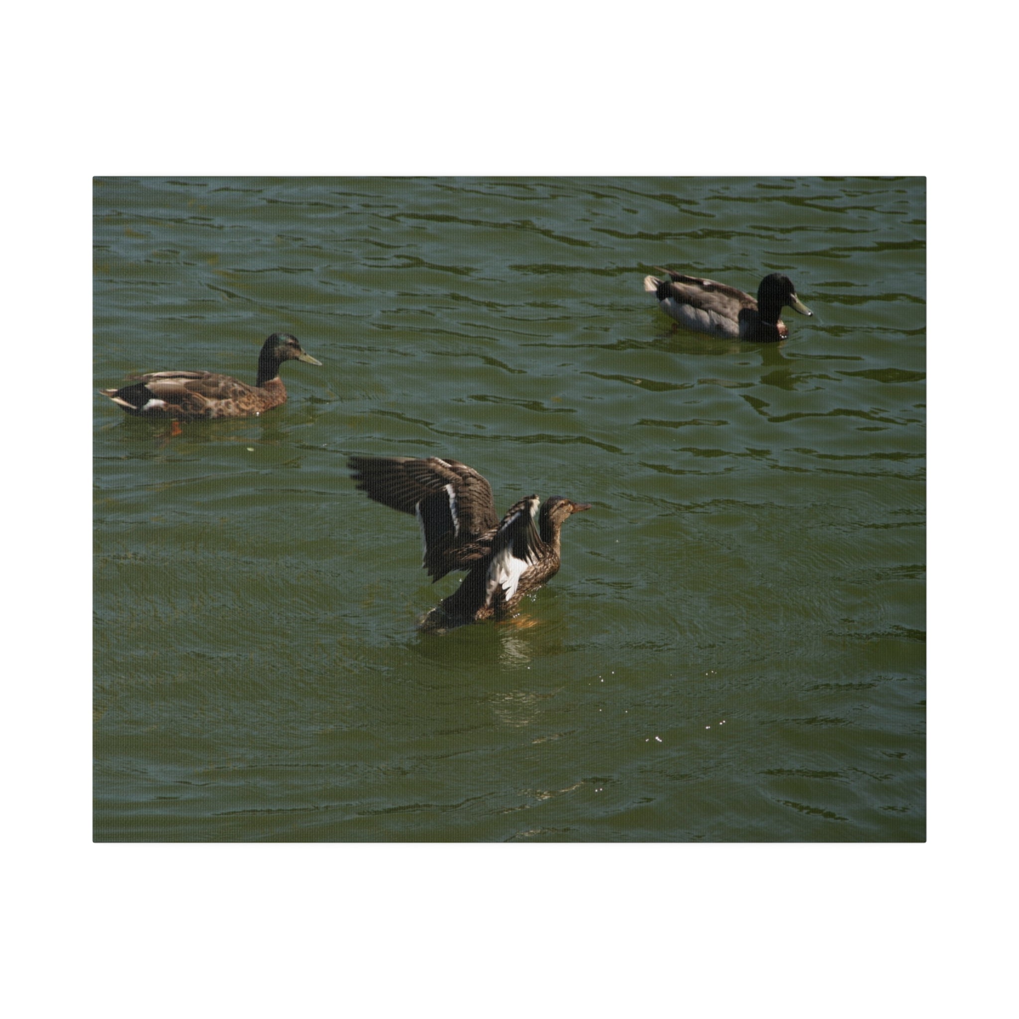 Three Ducks In Water, One With Open Wings Canvas - The Trio Synergize Group