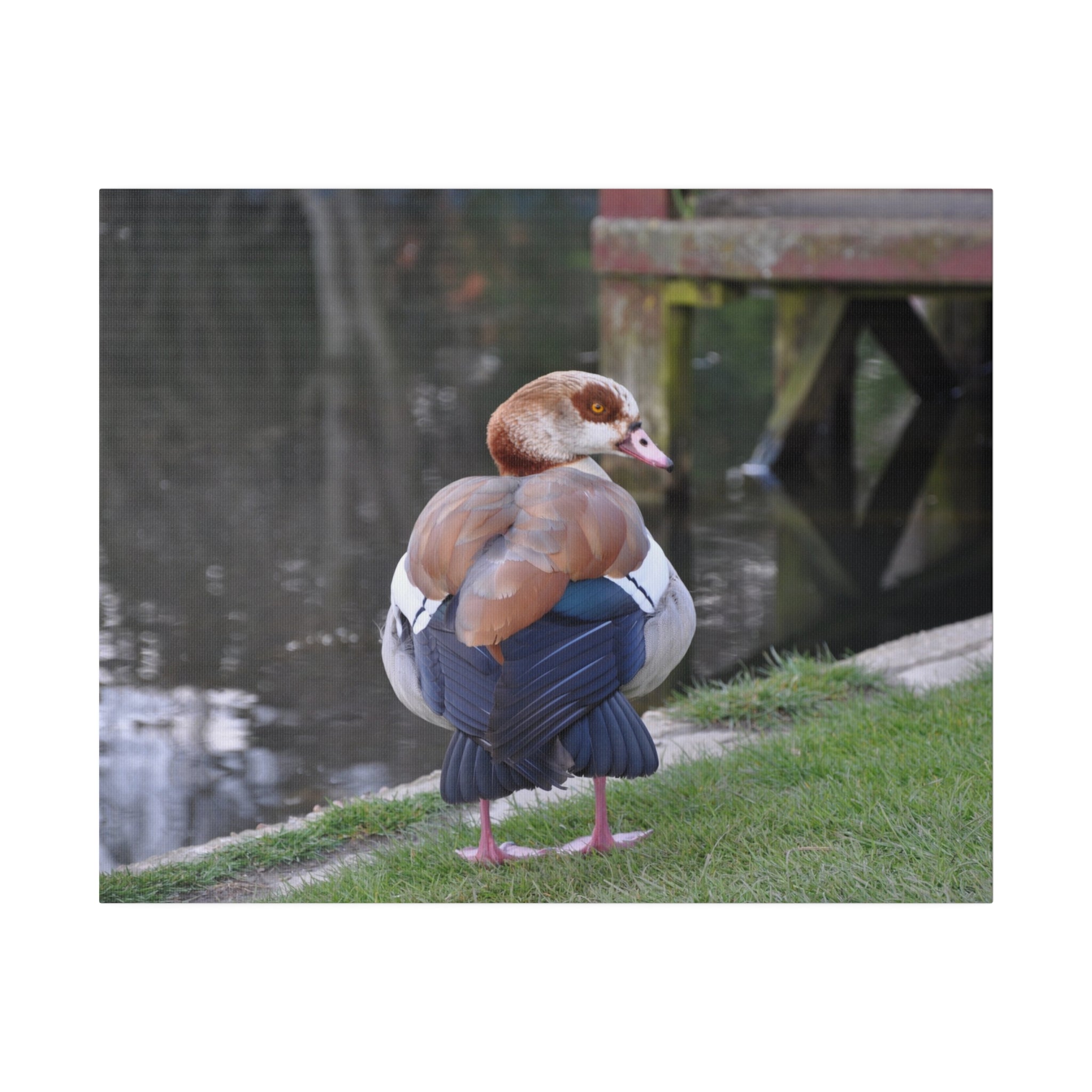 Egyptian Goose Rear View By The Pond Canvas - The Trio Synergize Group