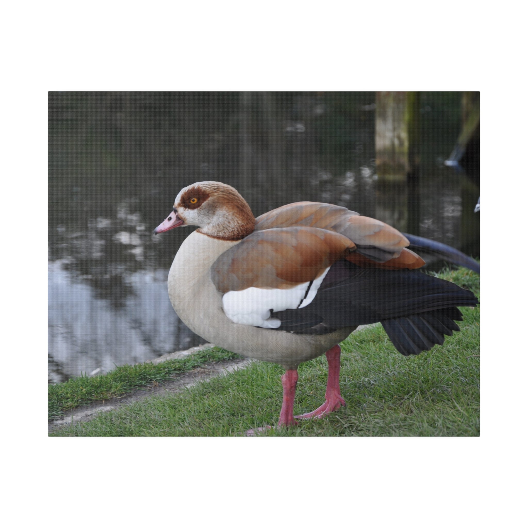Egyptian Goose Side View Near Pond Canvas - The Trio Synergize Group