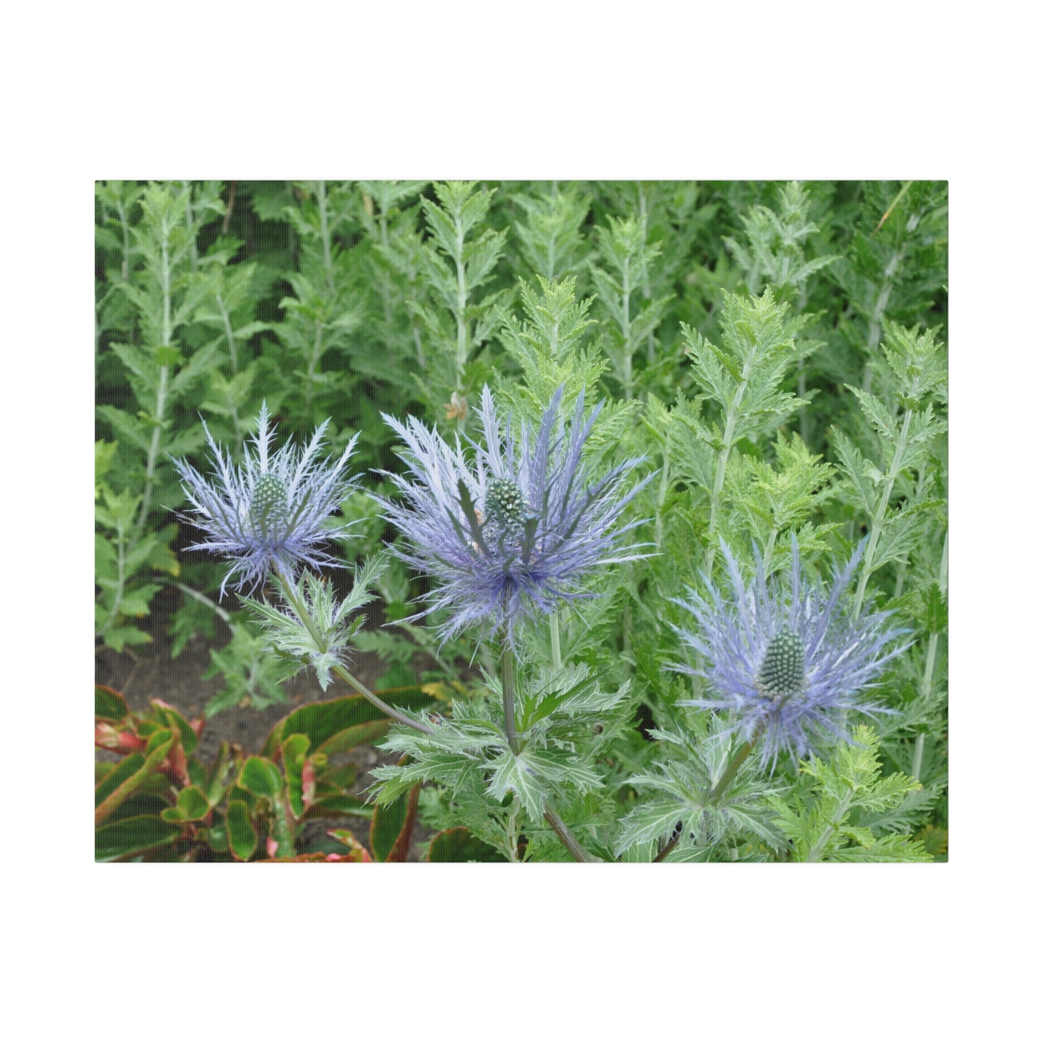 Three Eryngium Alpinum Flowers Canvas - The Trio Synergize Group
