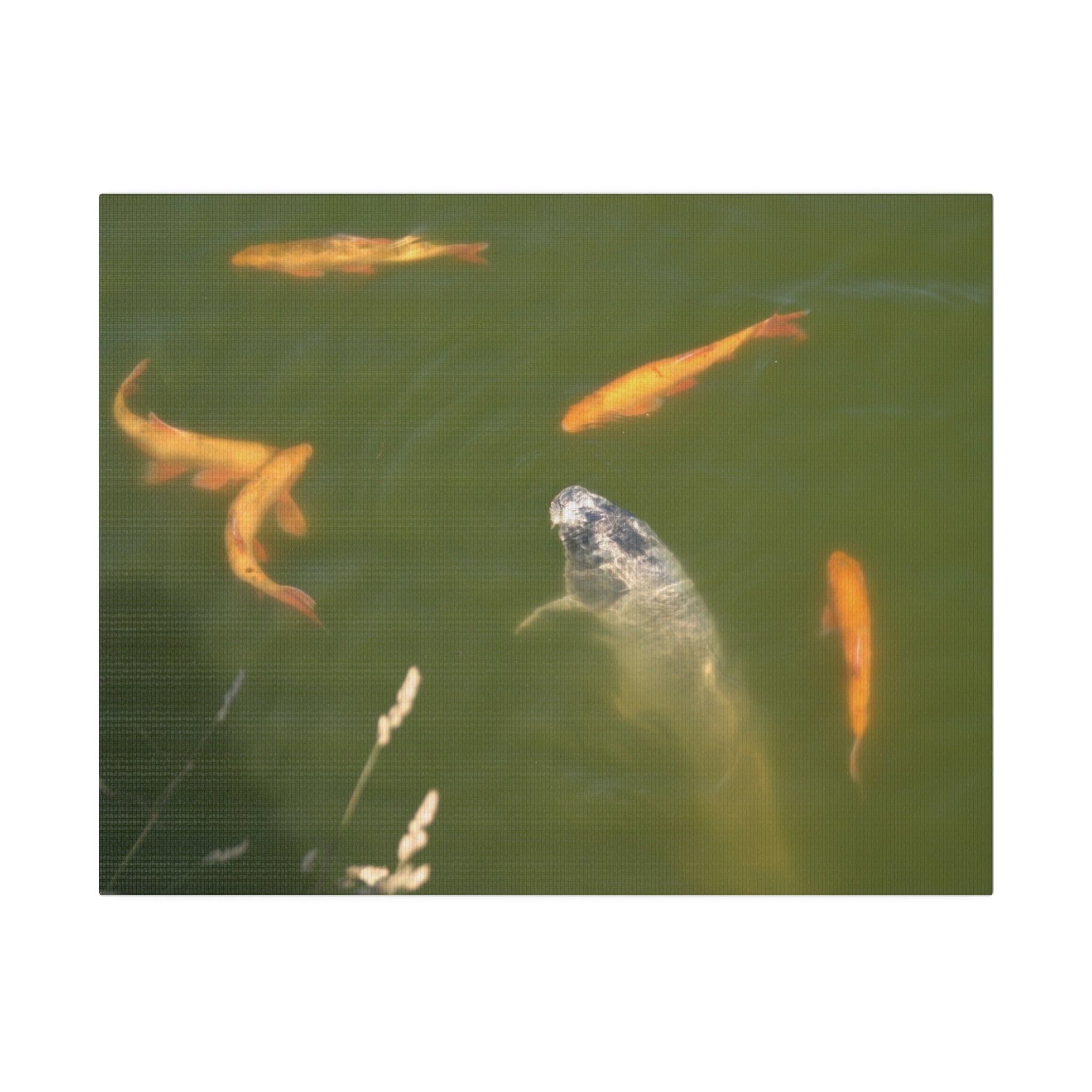 Fishes In A Pond Canvas Print Close Up - The Trio Synergize Group