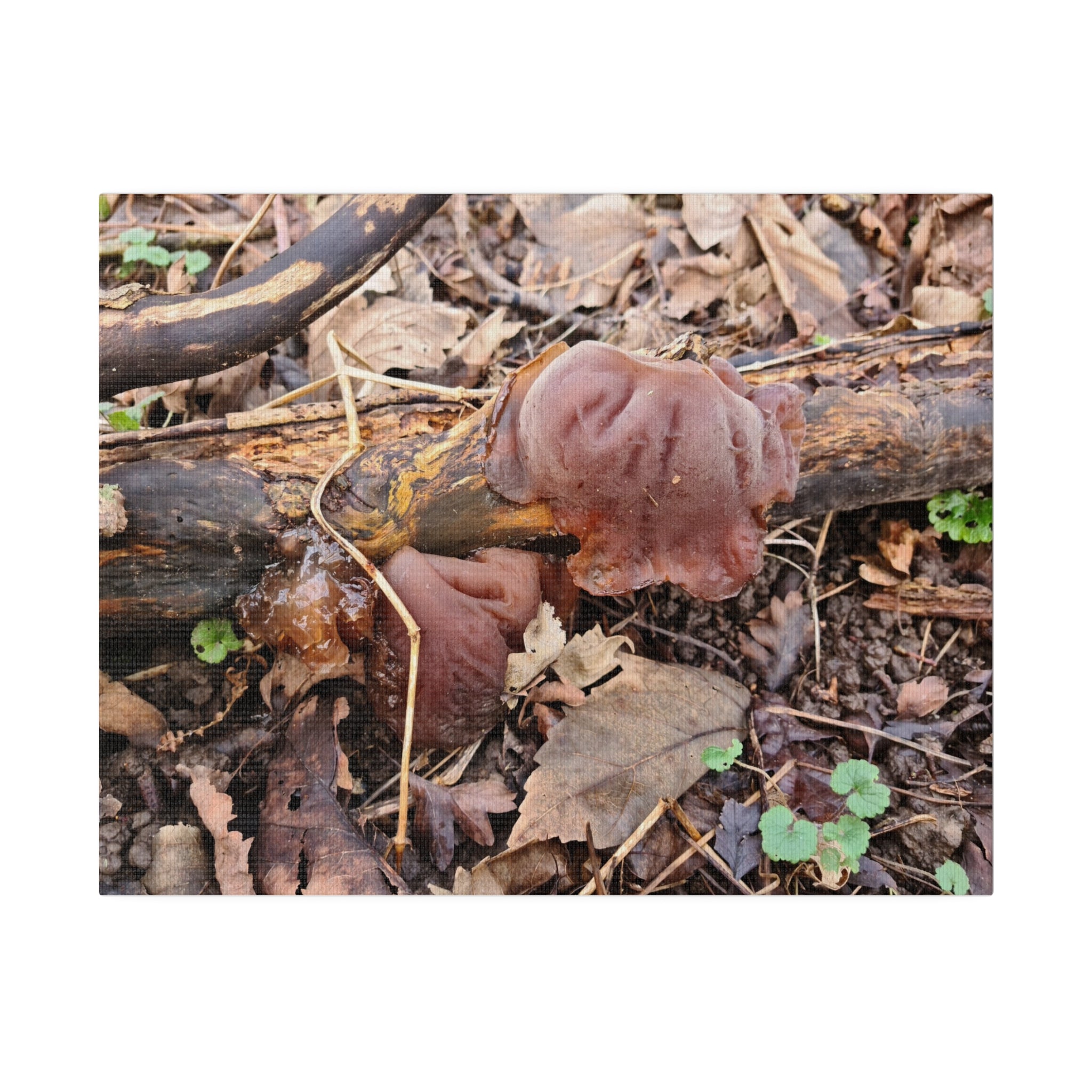 Fungus On Wood Close Up Canvas - The Trio Synergize Group