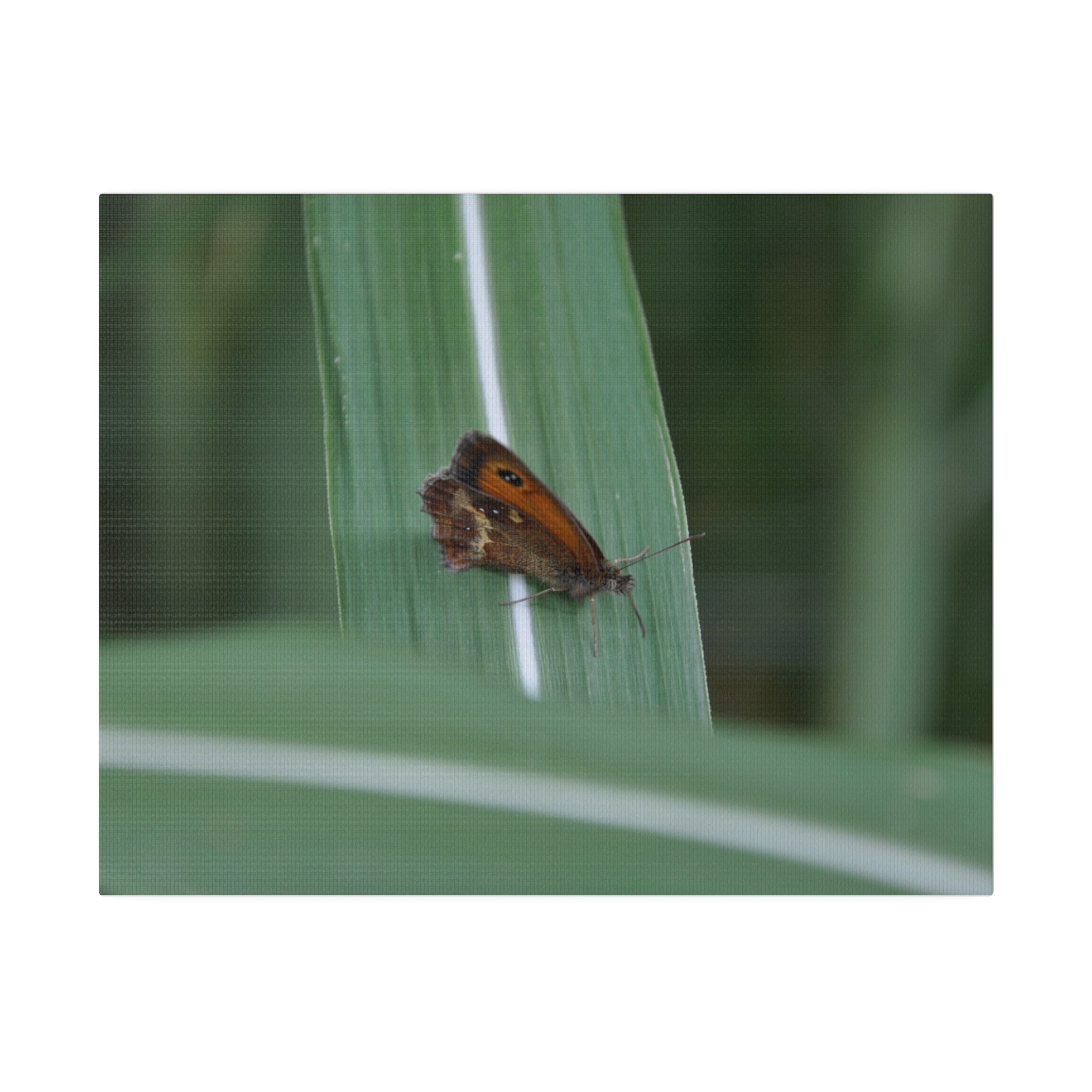 Gatekeeper Butterfly Resting, Blurred Background Canvas - The Trio Synergize Group