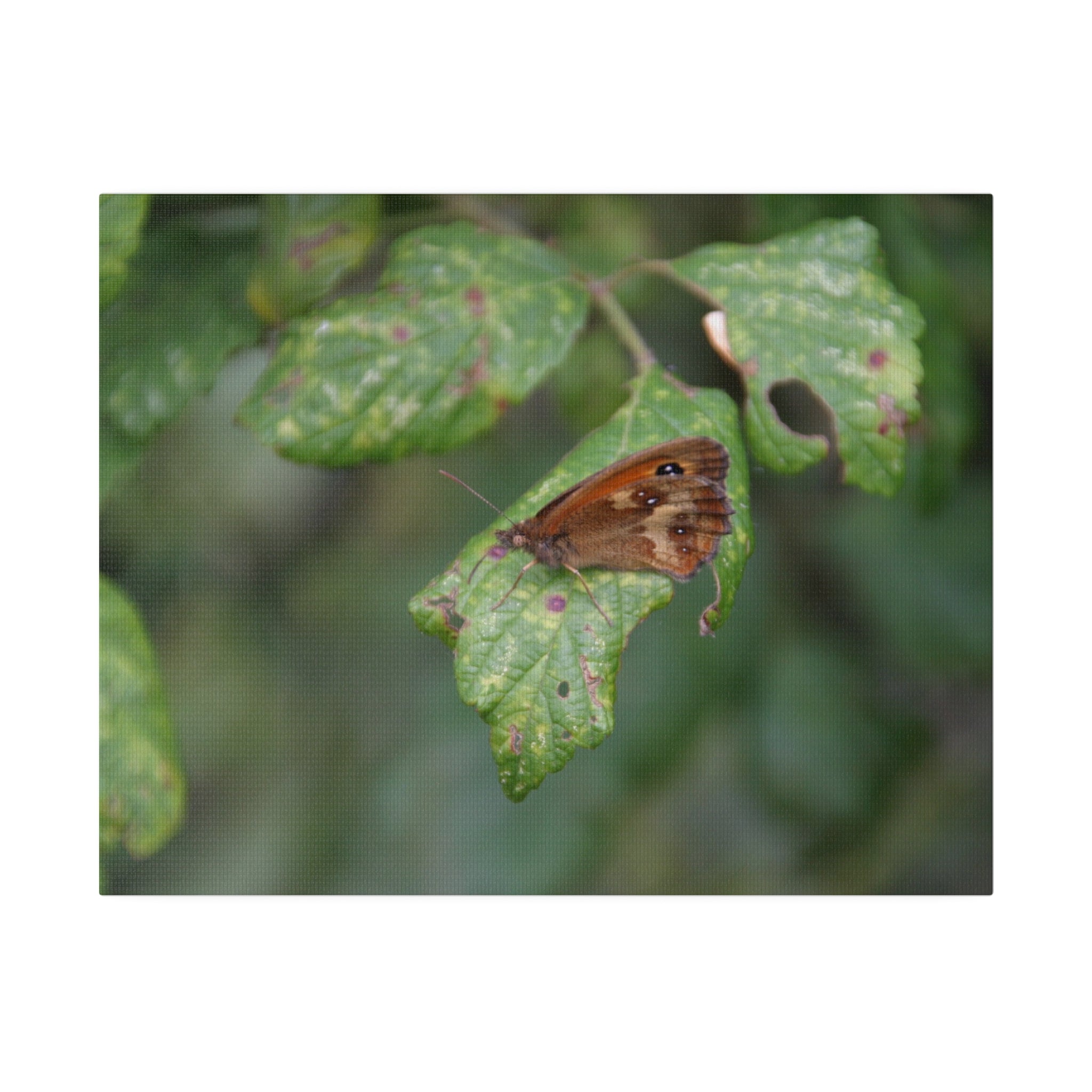 Gatekeeper Butterfly & Leaf With Blurred Background Canvas - The Trio Synergize Group