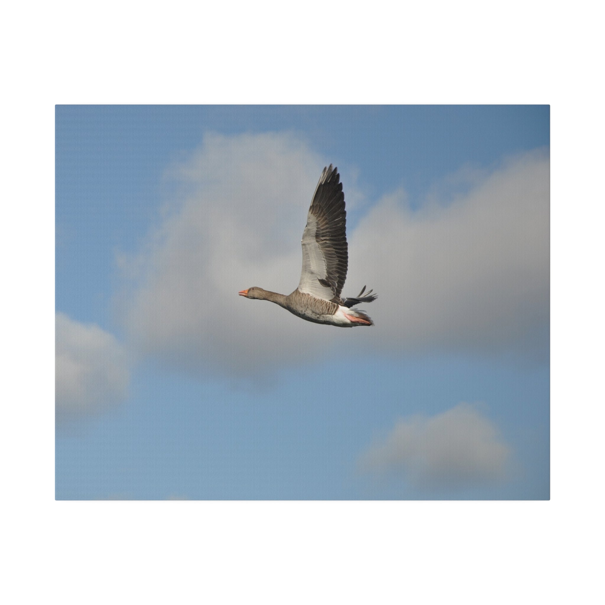 Goose Flying With Wings Up Canvas - The Trio Synergize Group