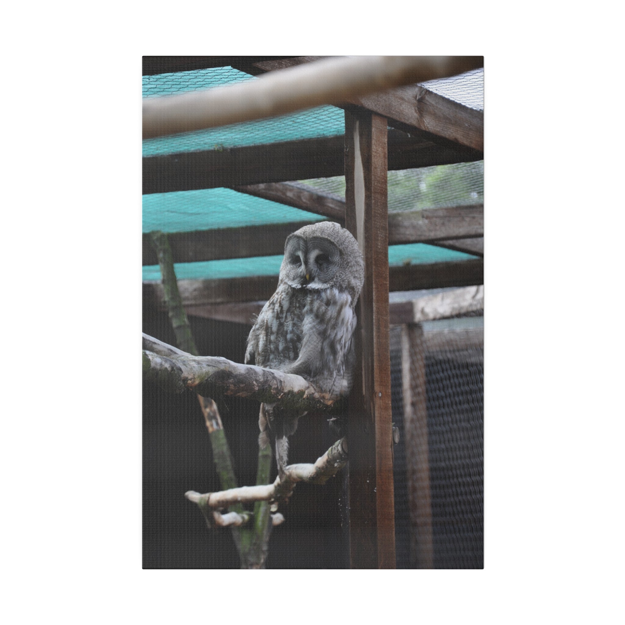 The Great Grey Owl - Canvas Print - The Trio Synergize Group