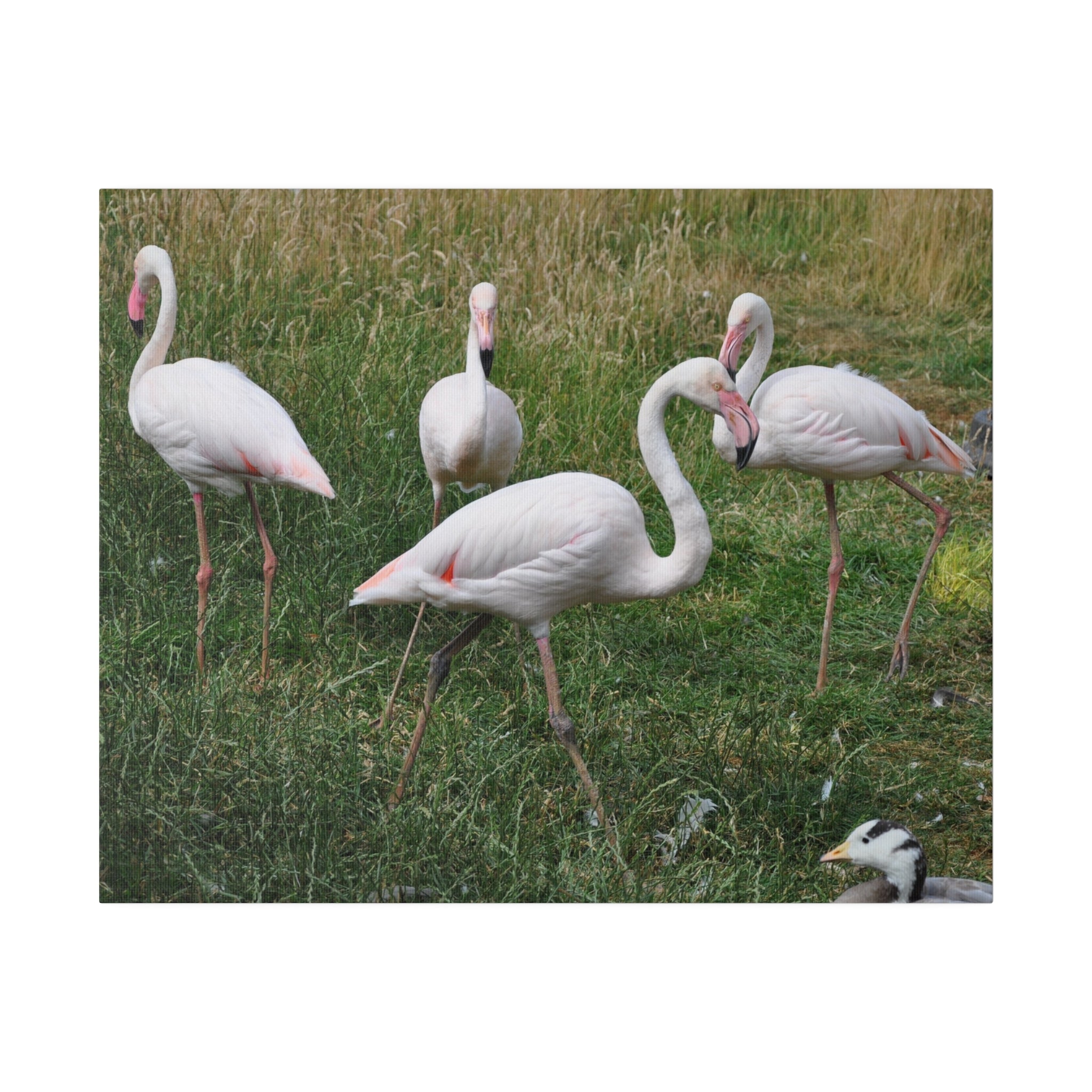 Four Greater Flamingos Canvas Print - The Trio Synergize Group