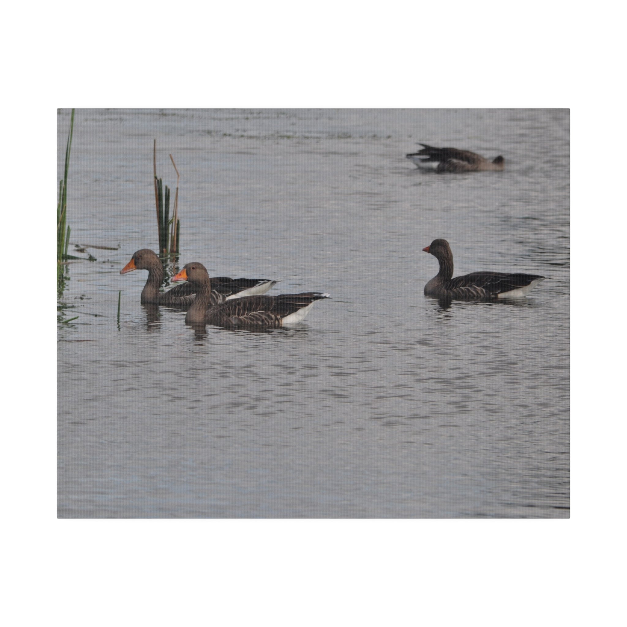 Two Greylag Geese Swimming Canvas - The Trio Synergize Group