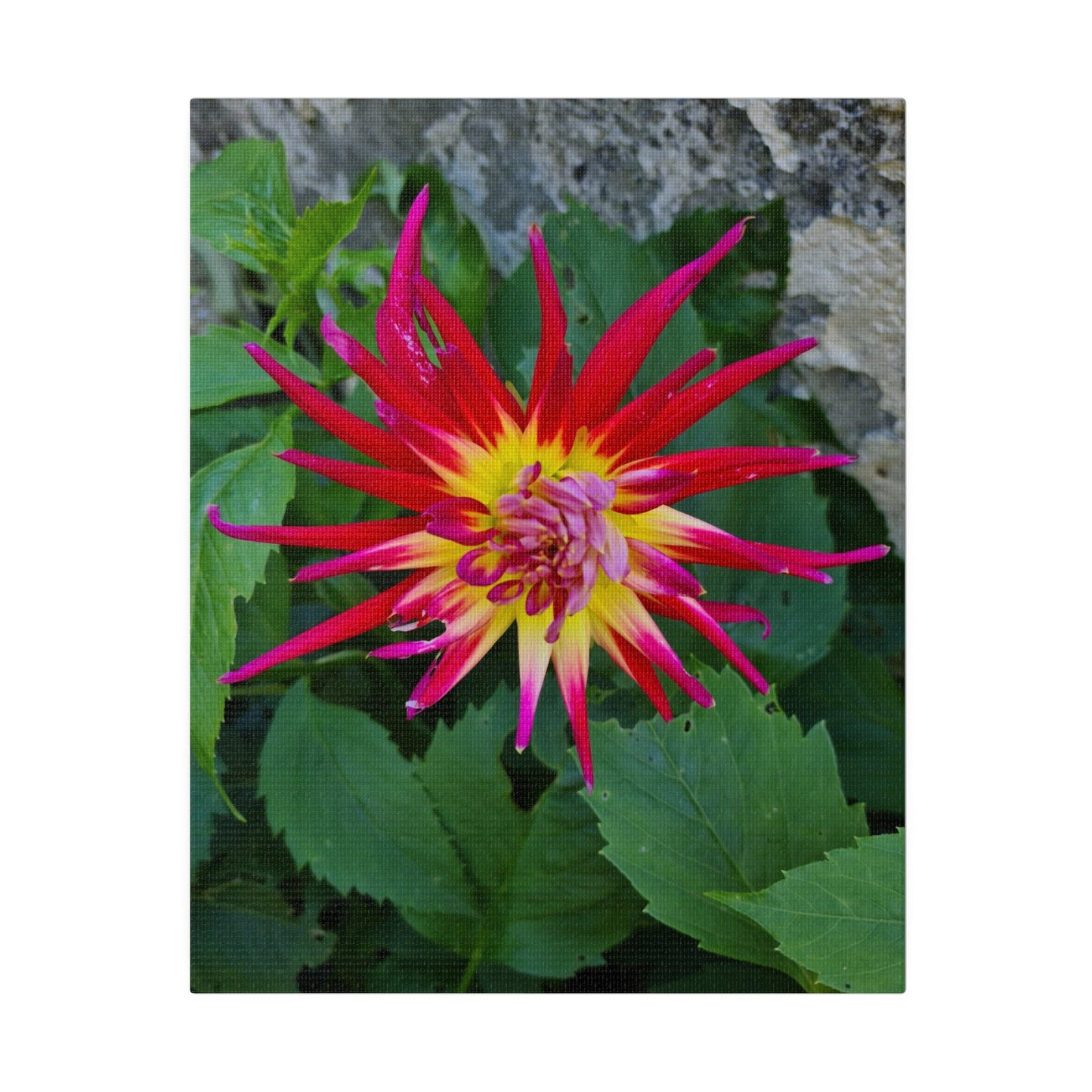 Hollyhill Spiderwoman Dahlia, Matte Canvas, Stretched, 0.75" - The Trio Synergize Group