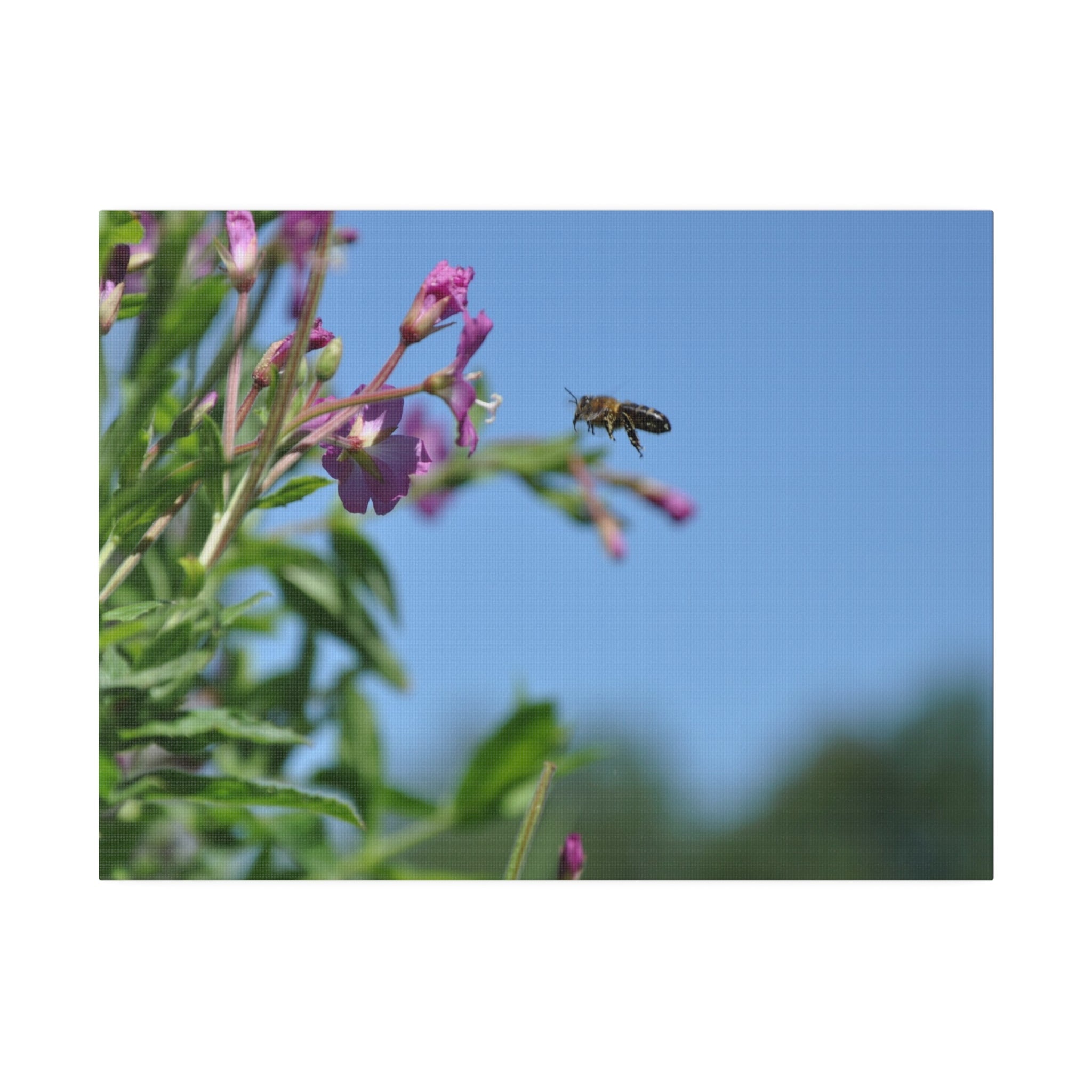 Honey Bee In Flight To A Flower Canvas - The Trio Synergize Group