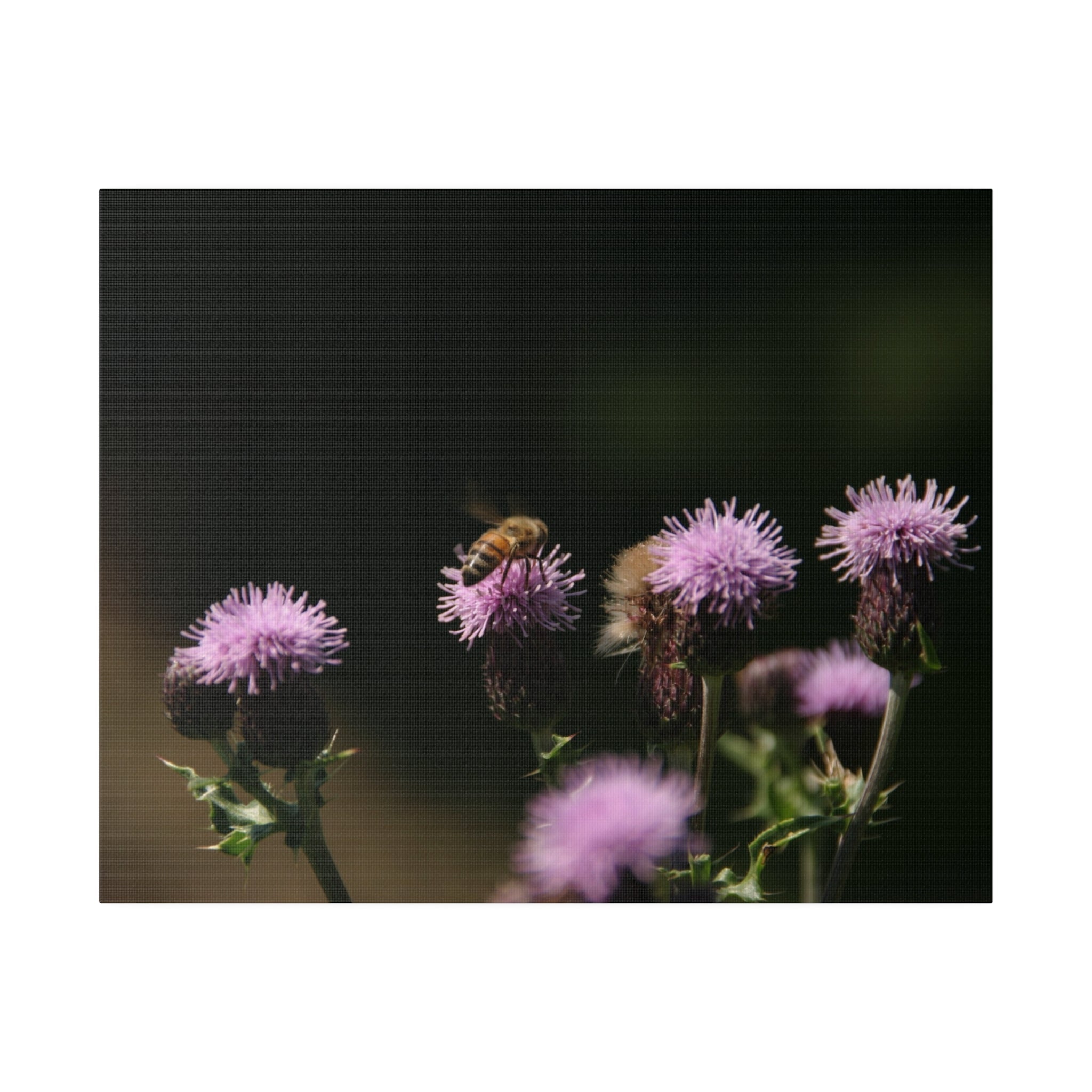 Honey Bee On A Flower, Matte Canvas, Stretched - The Trio Synergize Group