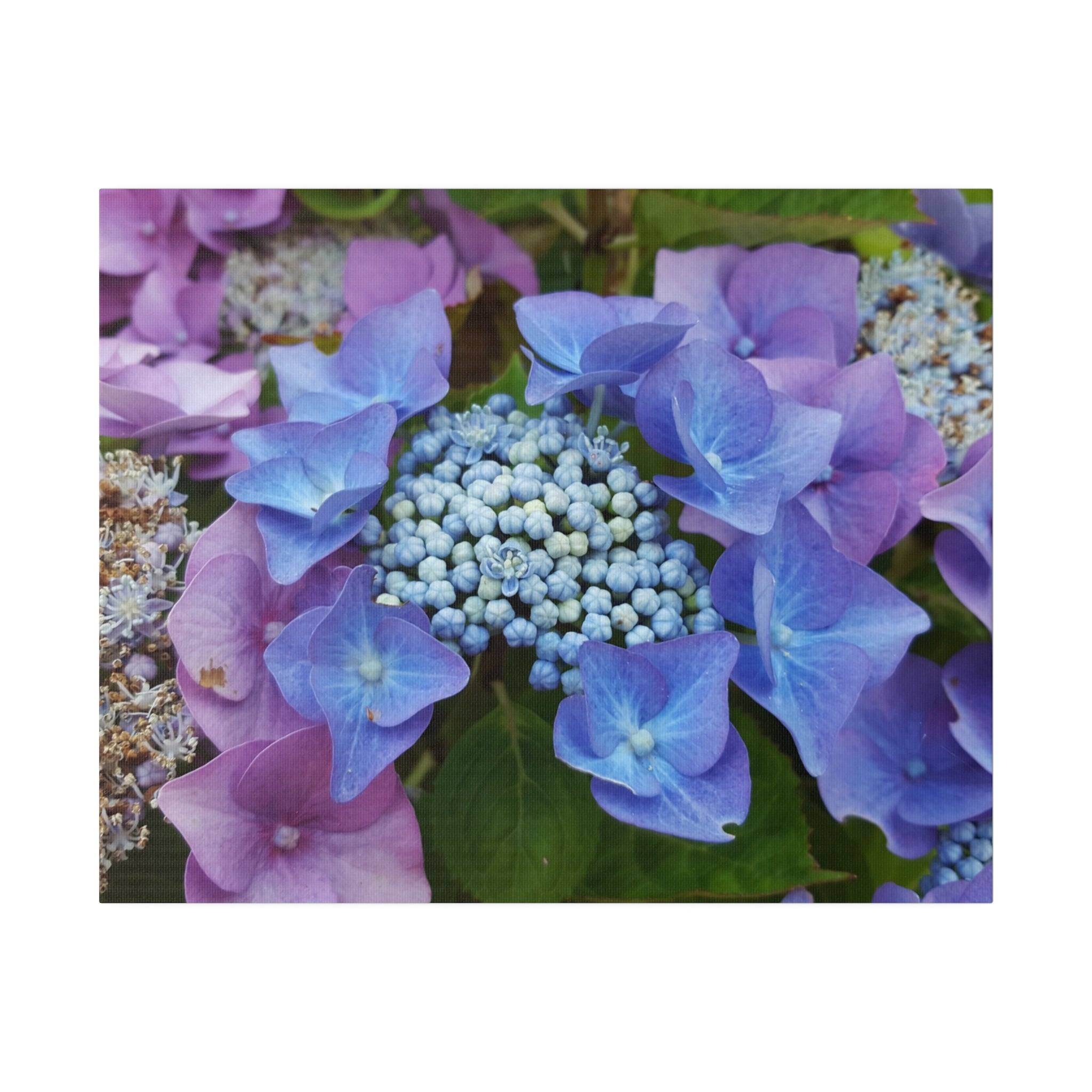 Pinkie & Purple Hydrangea Flower Close Up Canvas - The Trio Synergize Group