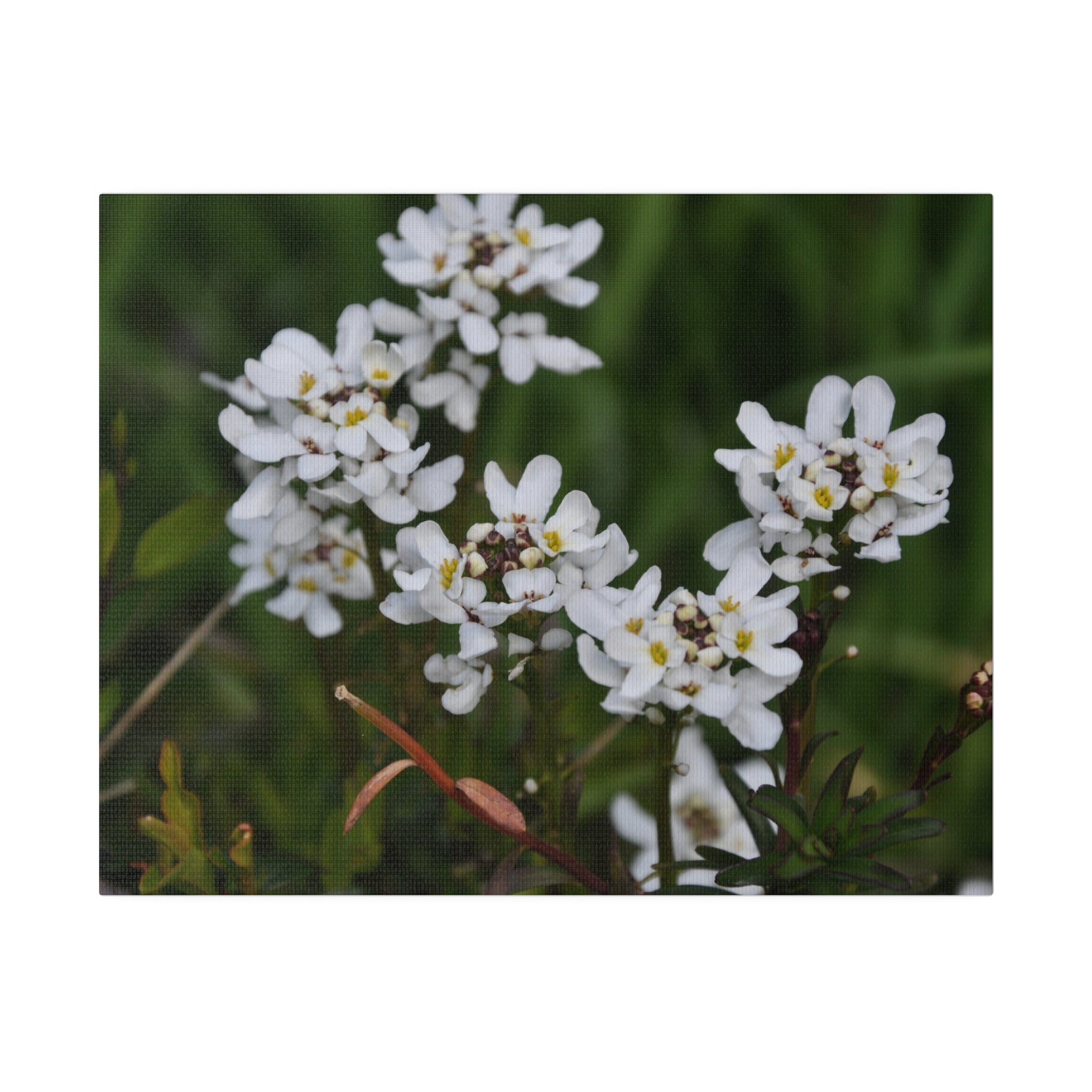 White Iberis Sempervirens Flowers, Blurred Background Canvas - The Trio Synergize Group