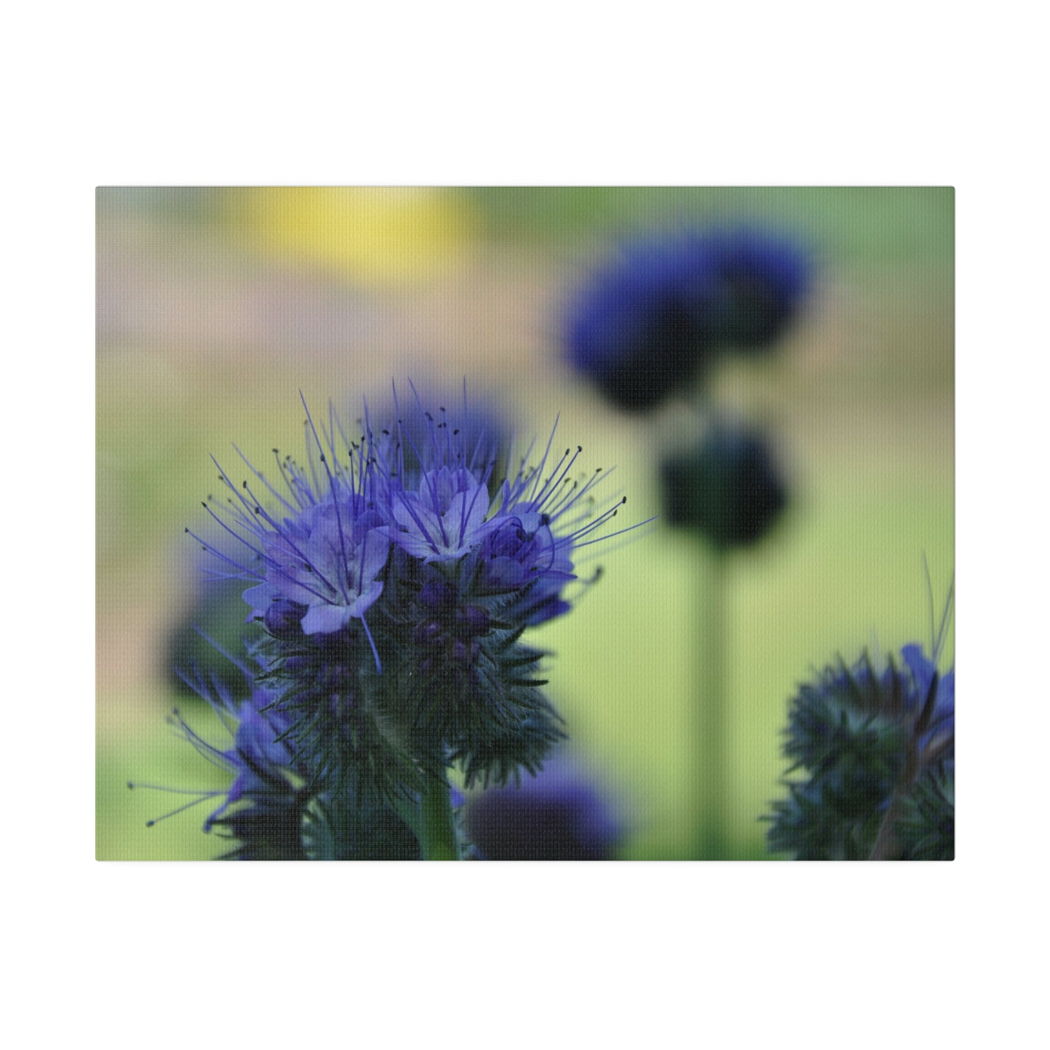 Lacy Phacelia With Another Blurred in the Background Canvas - The Trio Synergize Group