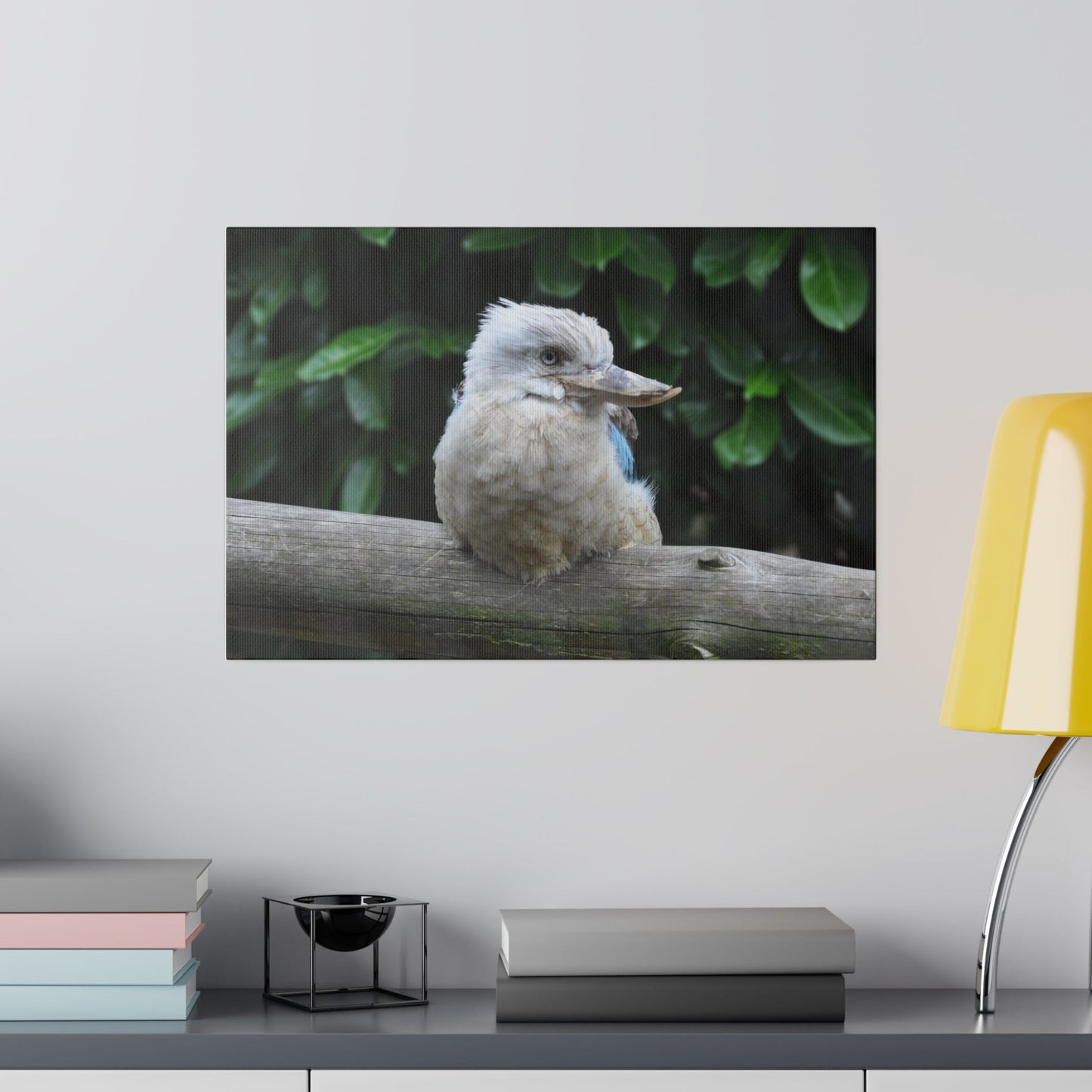 Laughing Kookaburra Looking To The Right Close Up Canvas - The Trio Synergize Group