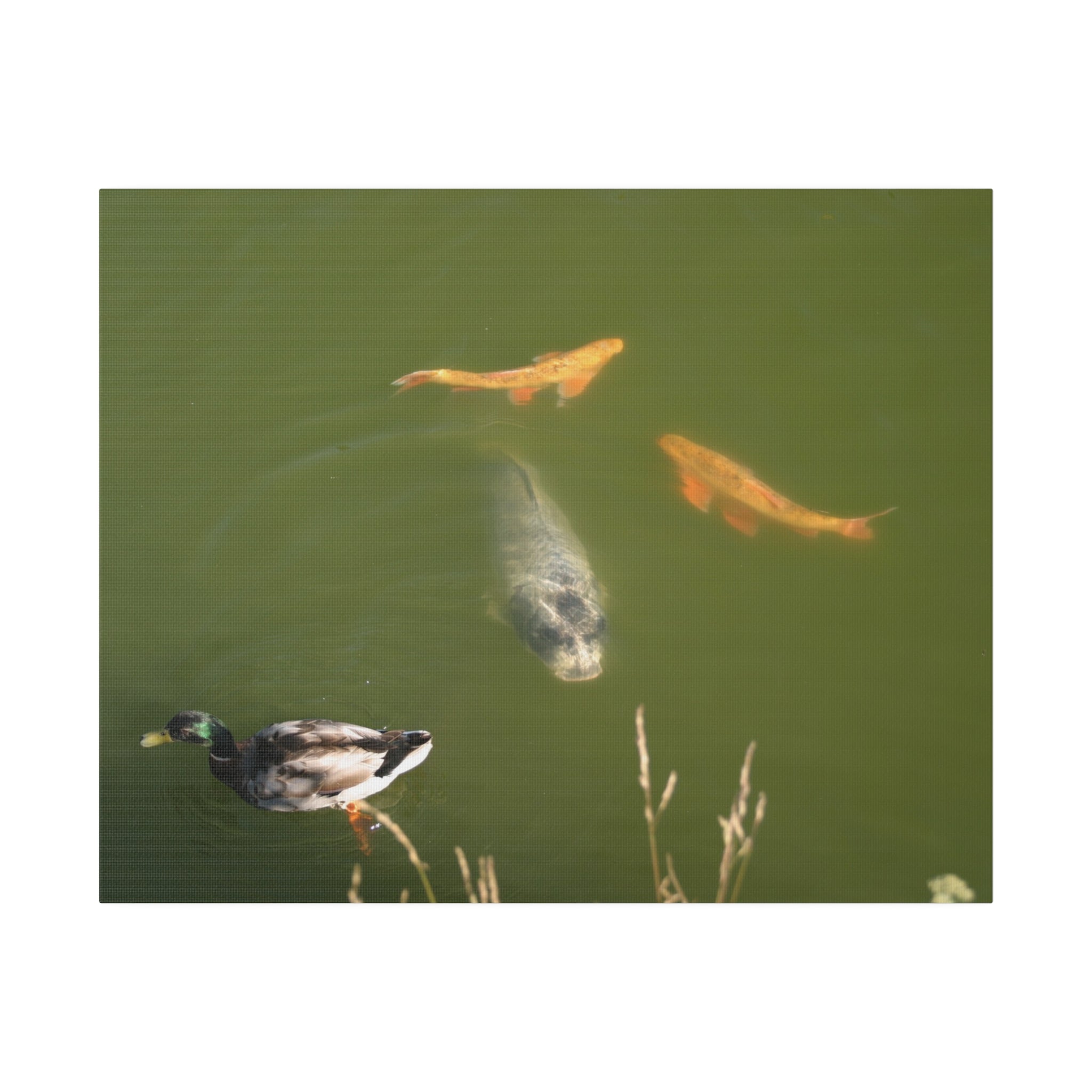 Male Duck And Fishes In A Pond Canvas - The Trio Synergize Group