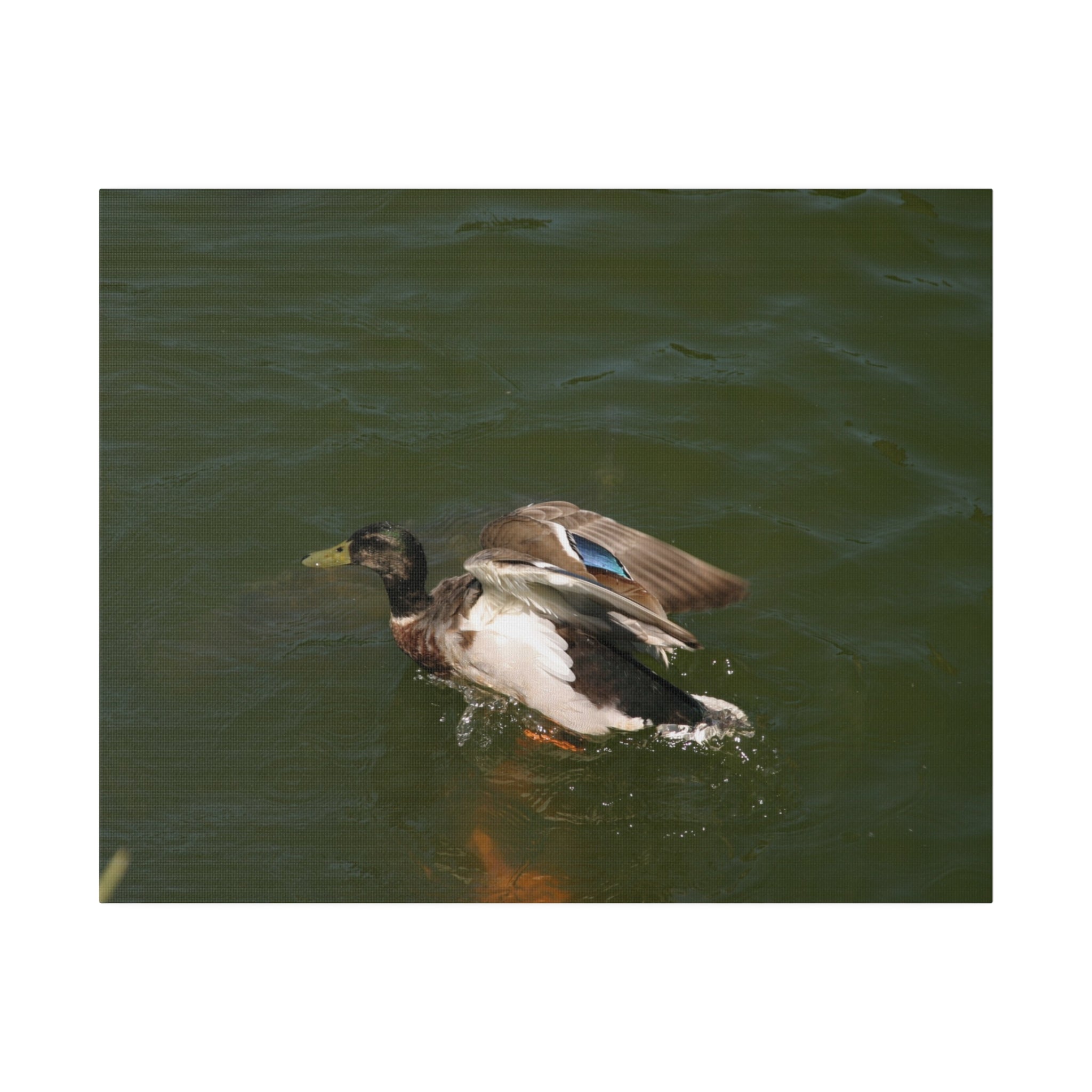 Single Male Duck Opening It's Wings On The Water Canvas - The Trio Synergize Group