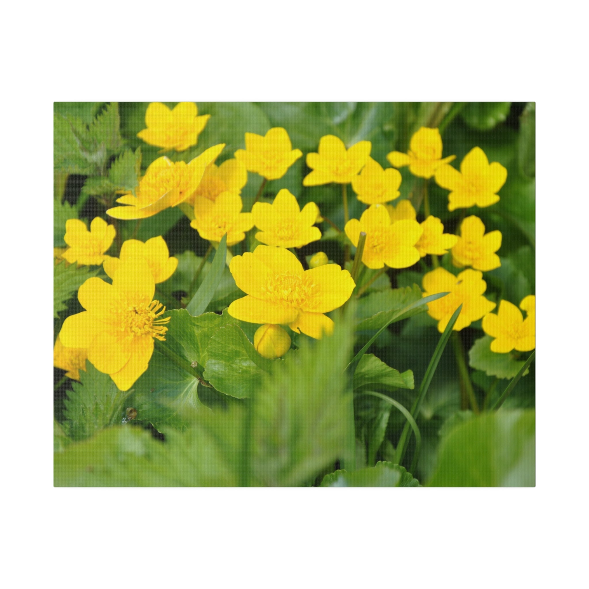 Cluster Of Marsh Marigold Flowers Close Up Canvas - The Trio Synergize Group