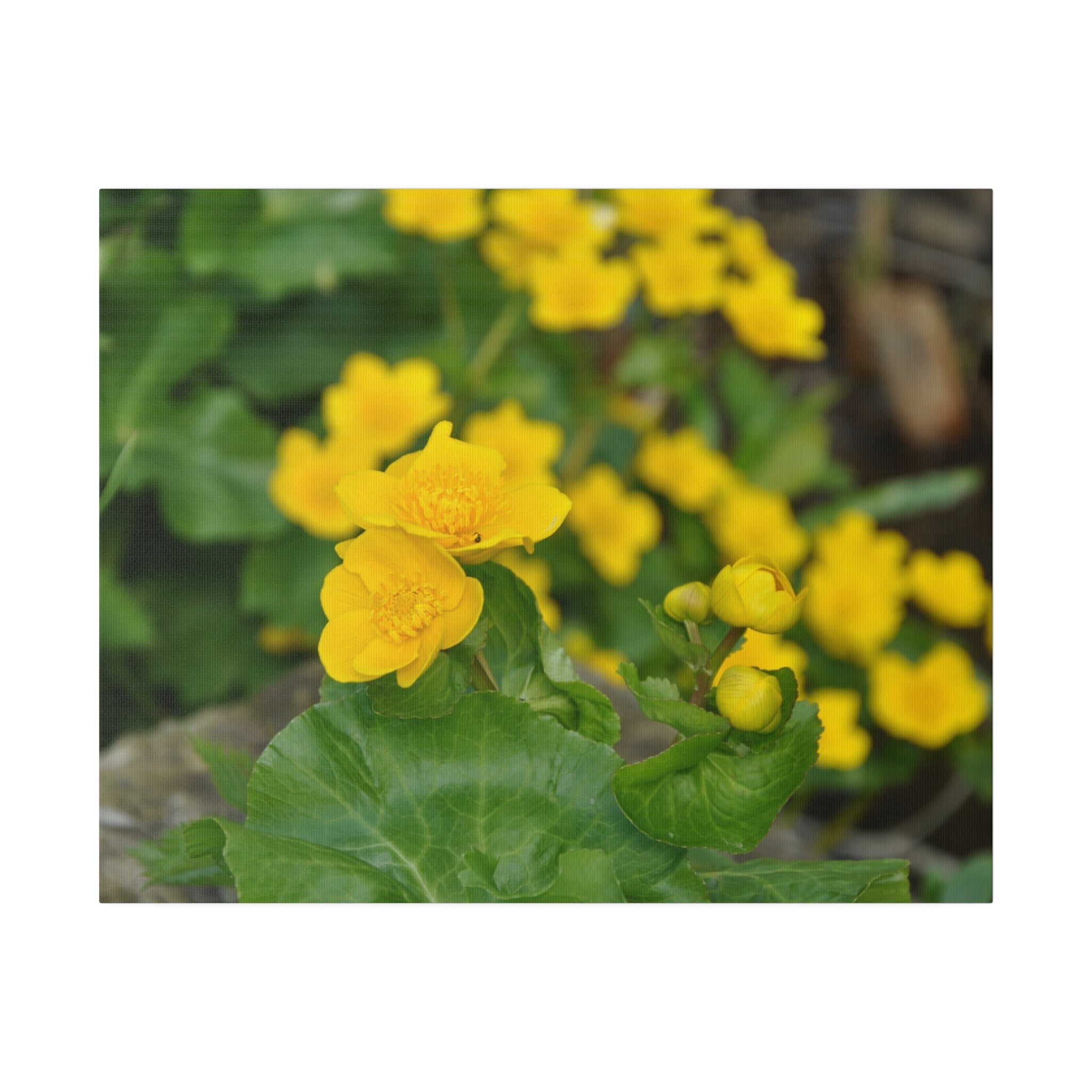 Cluster Of Marsh Marigolds With Blurred Background Canvas - The Trio Synergize Group