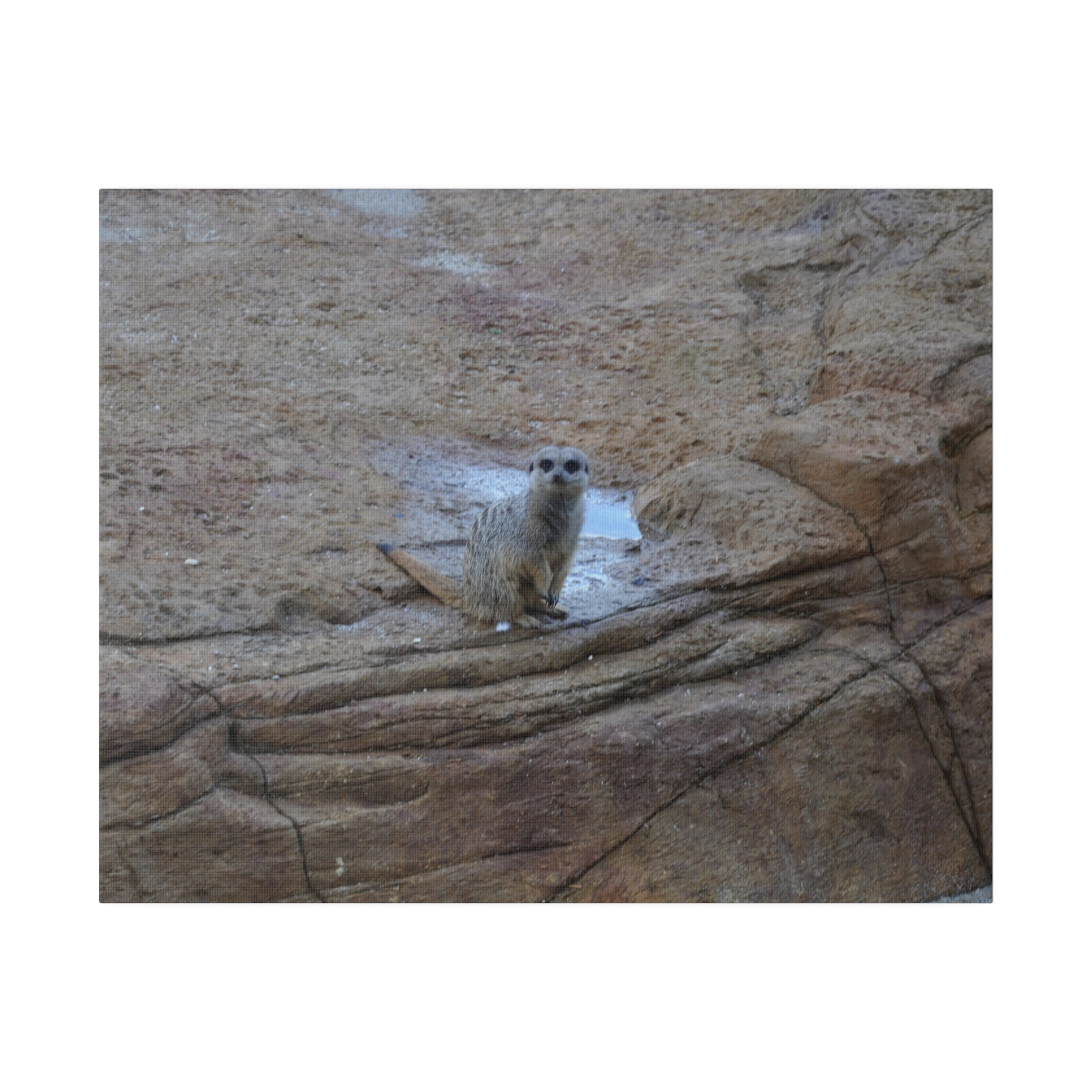 Meerkat Sitting On A Boulder Canvas - The Trio Synergize Group