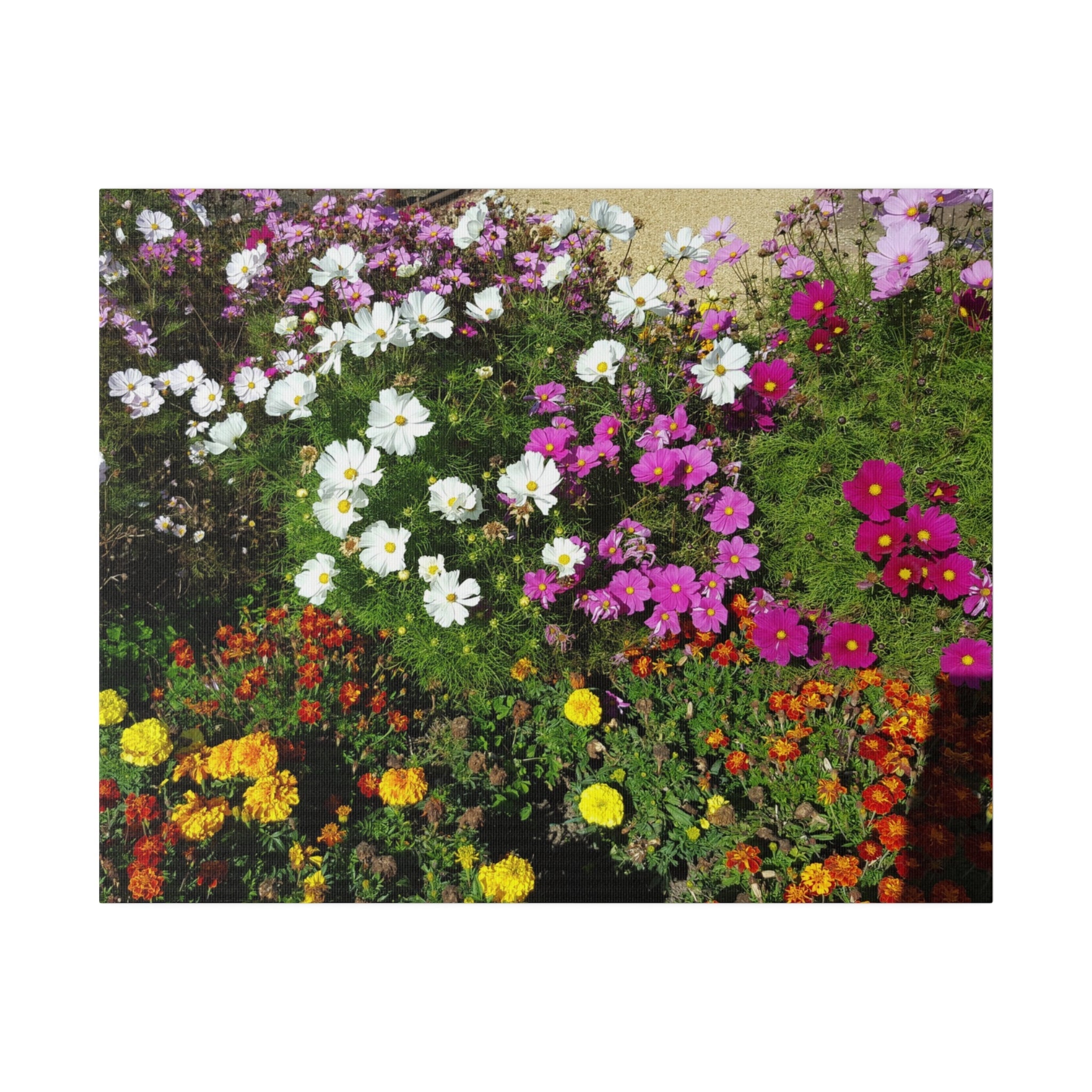 Mixed Coloured Cosmos With Other Flowers Canvas - The Trio Synergize Group