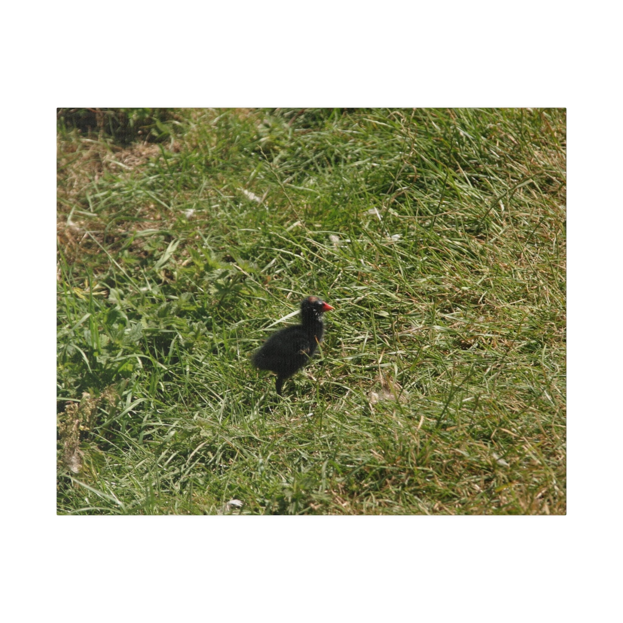 Single Moorhen Chick Canvas Print - The Trio Synergize Group