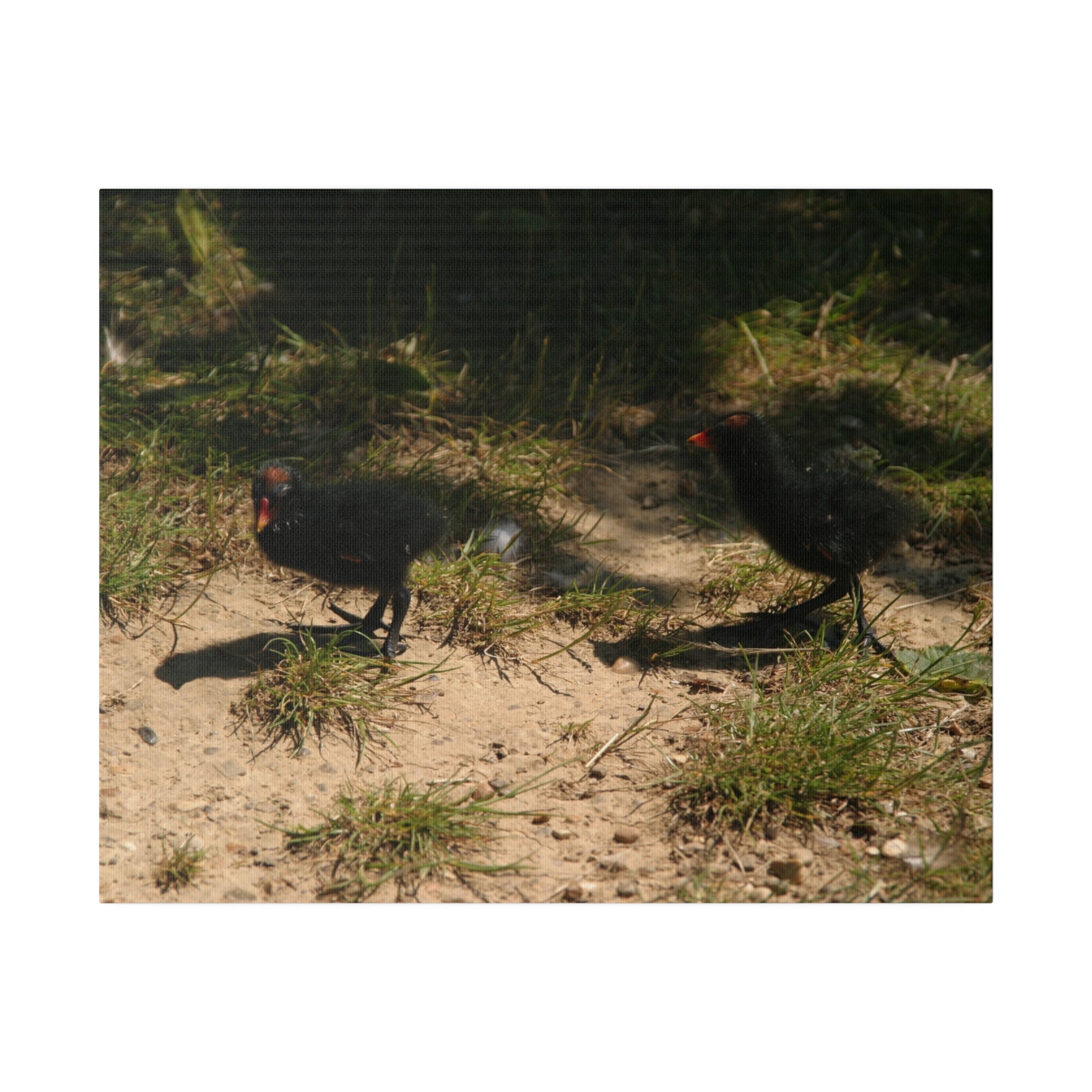 Two Moorhen Chicks Canvas Print - The Trio Synergize Group