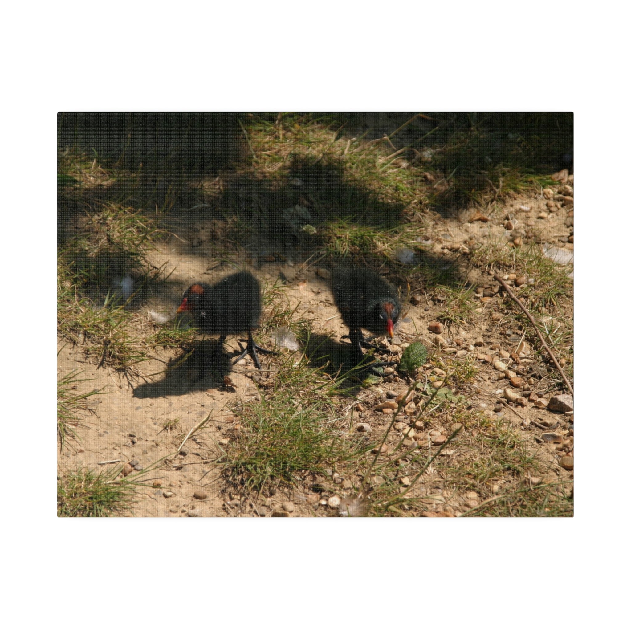 Two Moorhen Chicks Up Close Canvas - The Trio Synergize Group