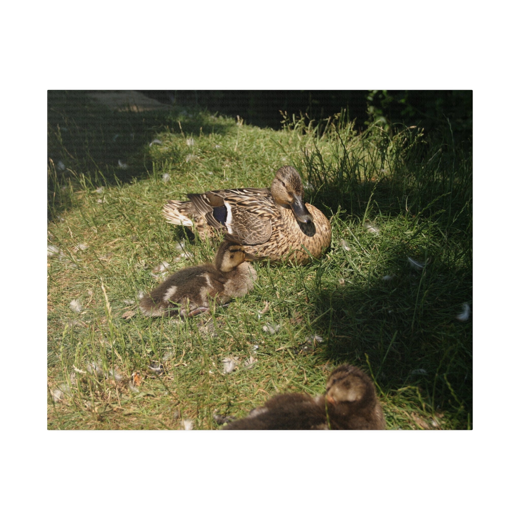 Mother Duck And Her Ducklings Sitting Canvas - The Trio Synergize Group