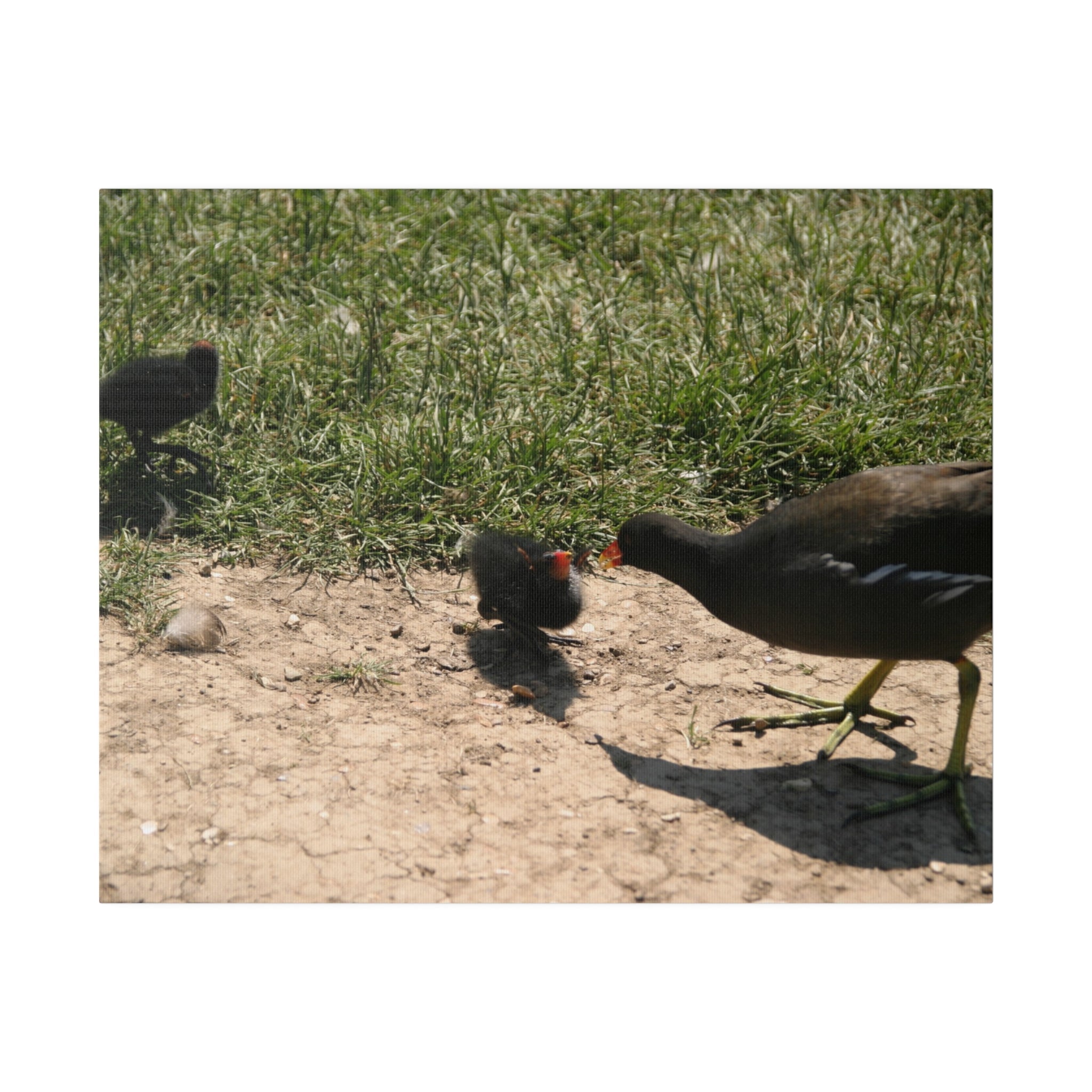 Mother Moorhen And Her Chicks Canvas - The Trio Synergize Group