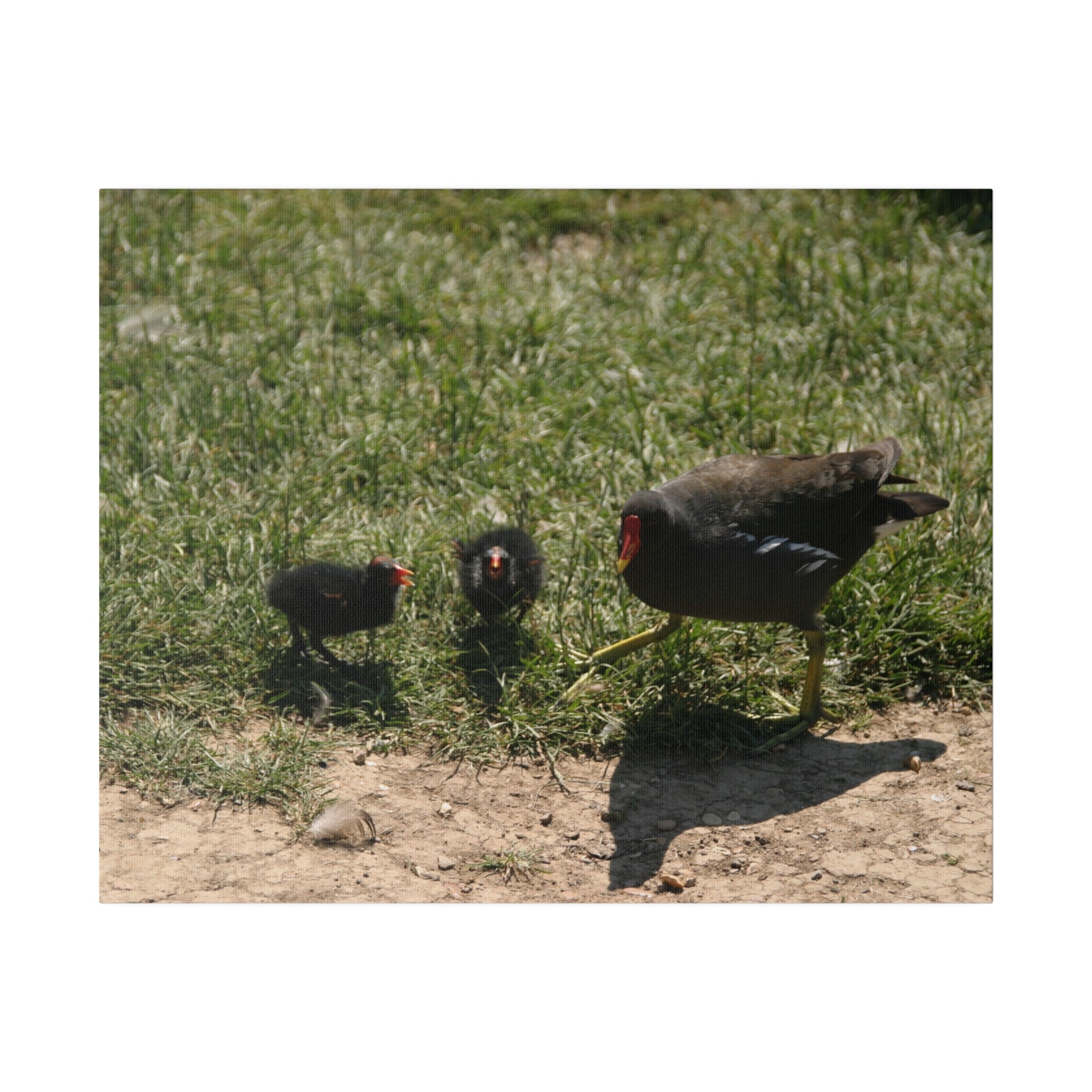 Mother Moorhen And Two Of Her Chicks Canvas - The Trio Synergize Group