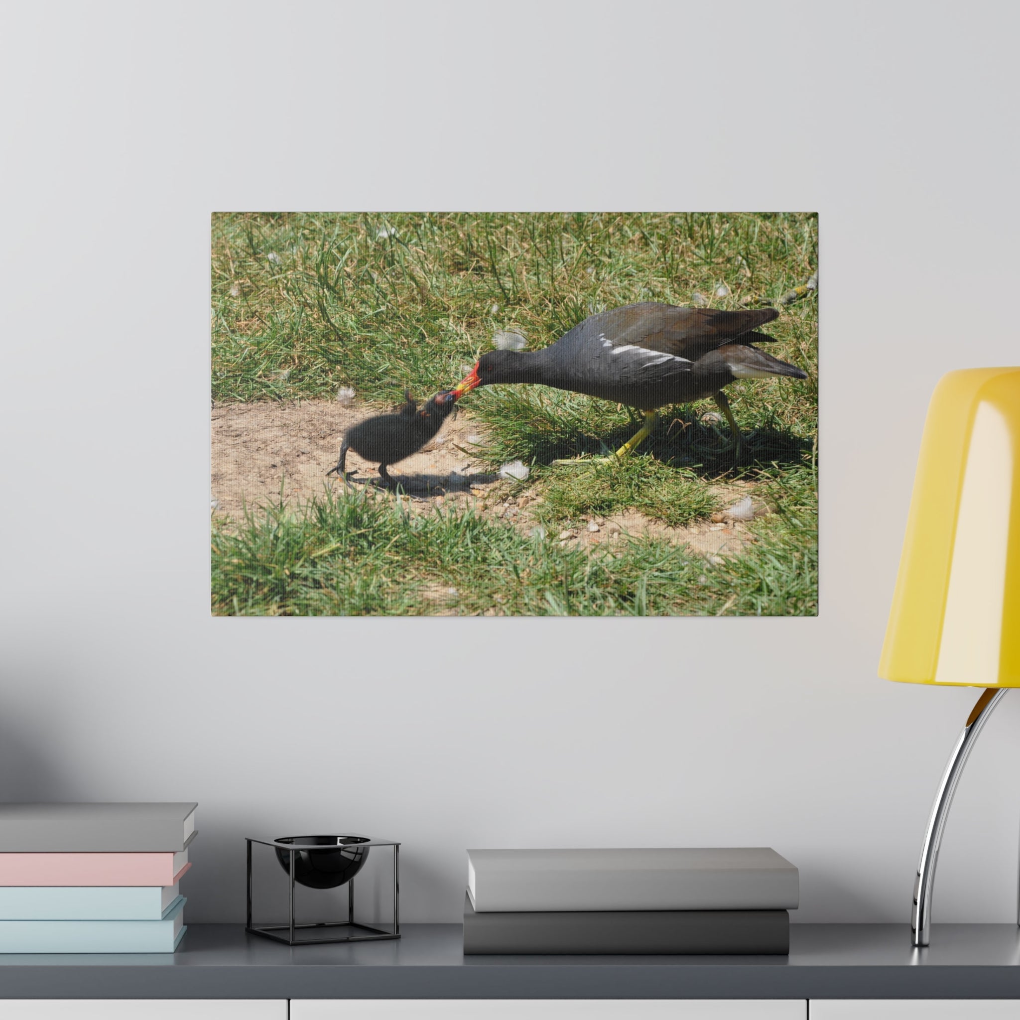 Mother Moorhen Feeding Her Chick With It's Wings Up Canvas - The Trio Synergize Group