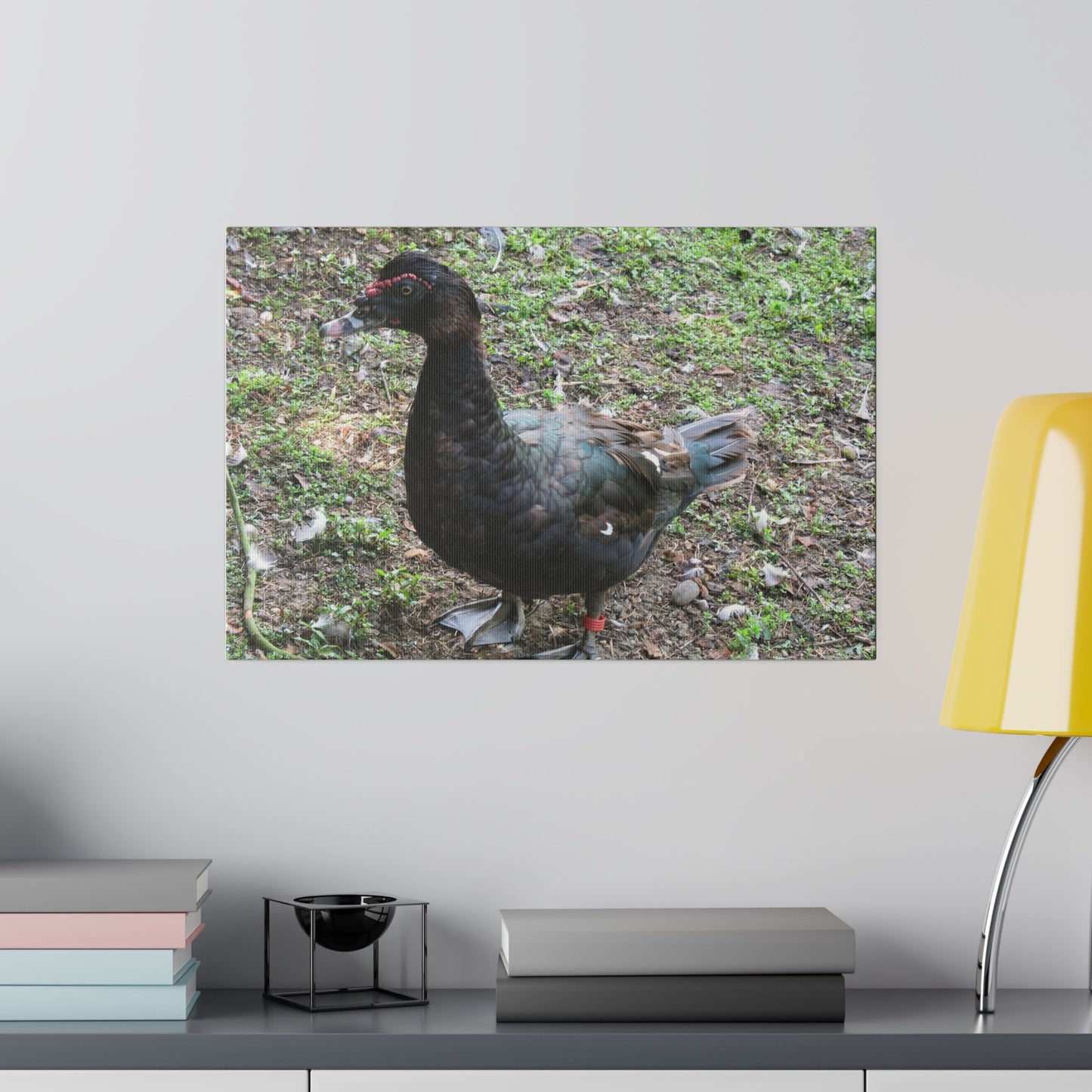 Single Muscovy Duck Looking To The Left Canvas - The Trio Synergize Group