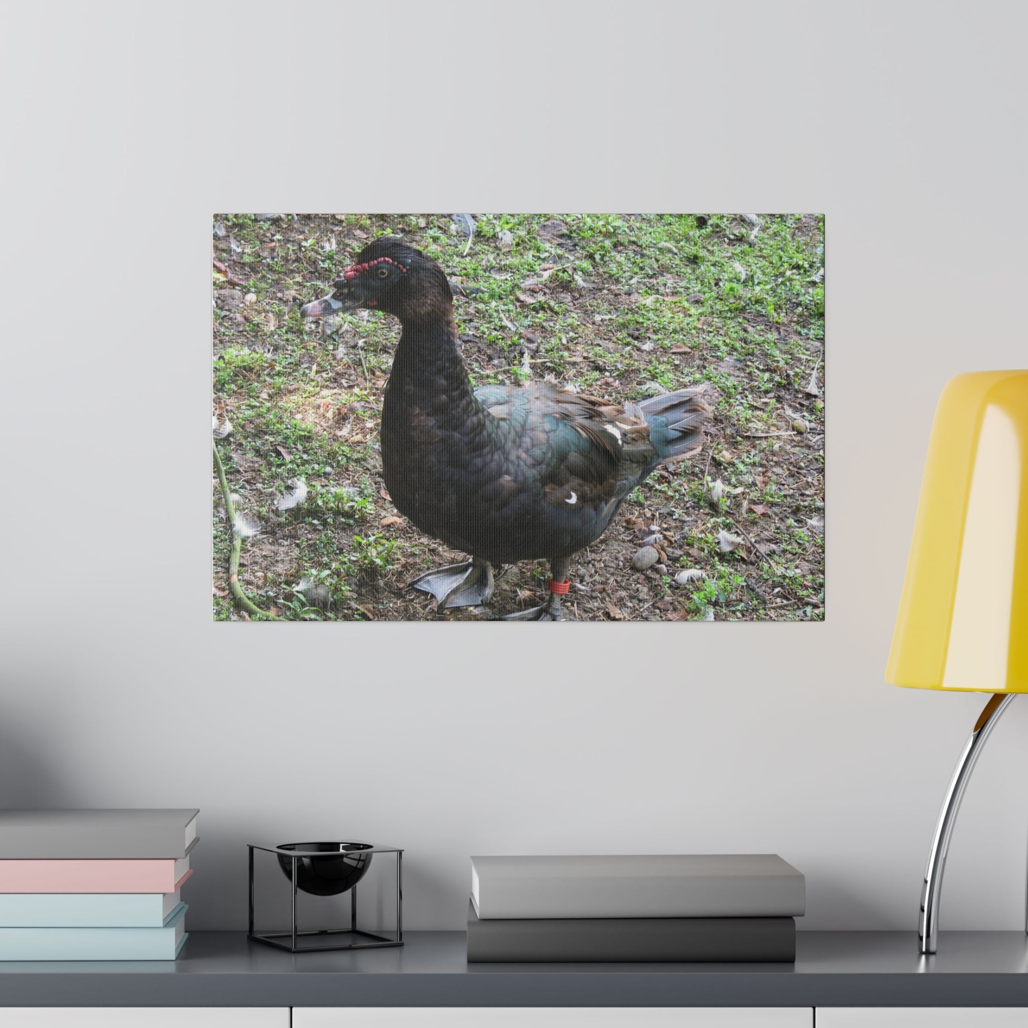 Single Muscovy Duck Looking To The Left Canvas - The Trio Synergize Group