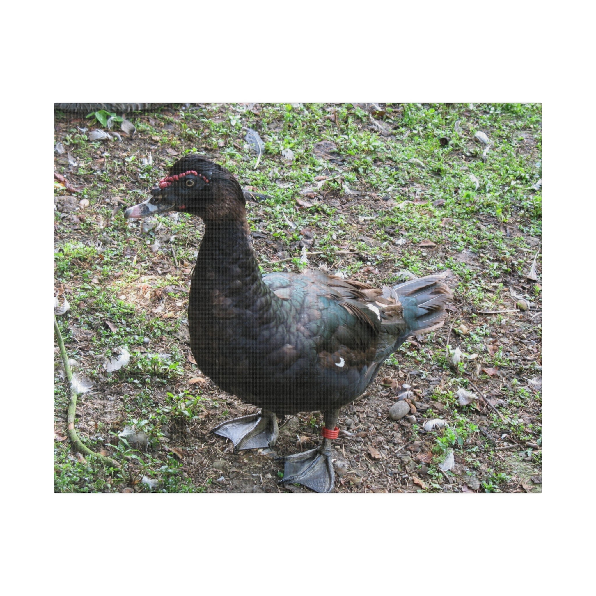 Single Muscovy Duck Looking To The Left Canvas - The Trio Synergize Group
