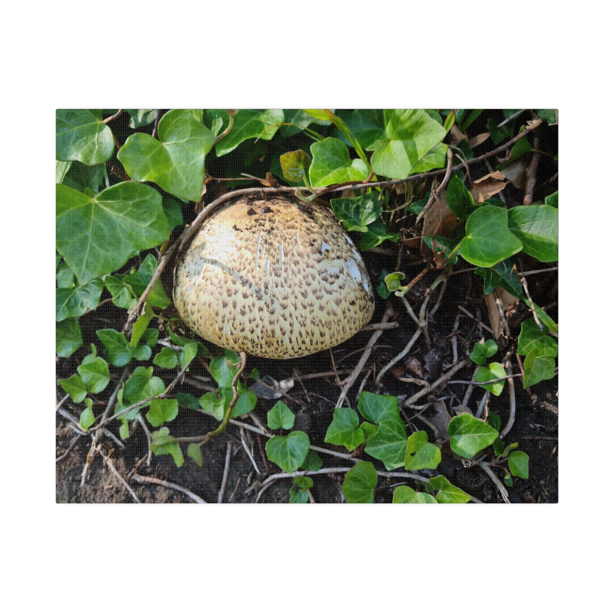 Mushroom With Ivy Leaves Canvas - The Trio Synergize Group