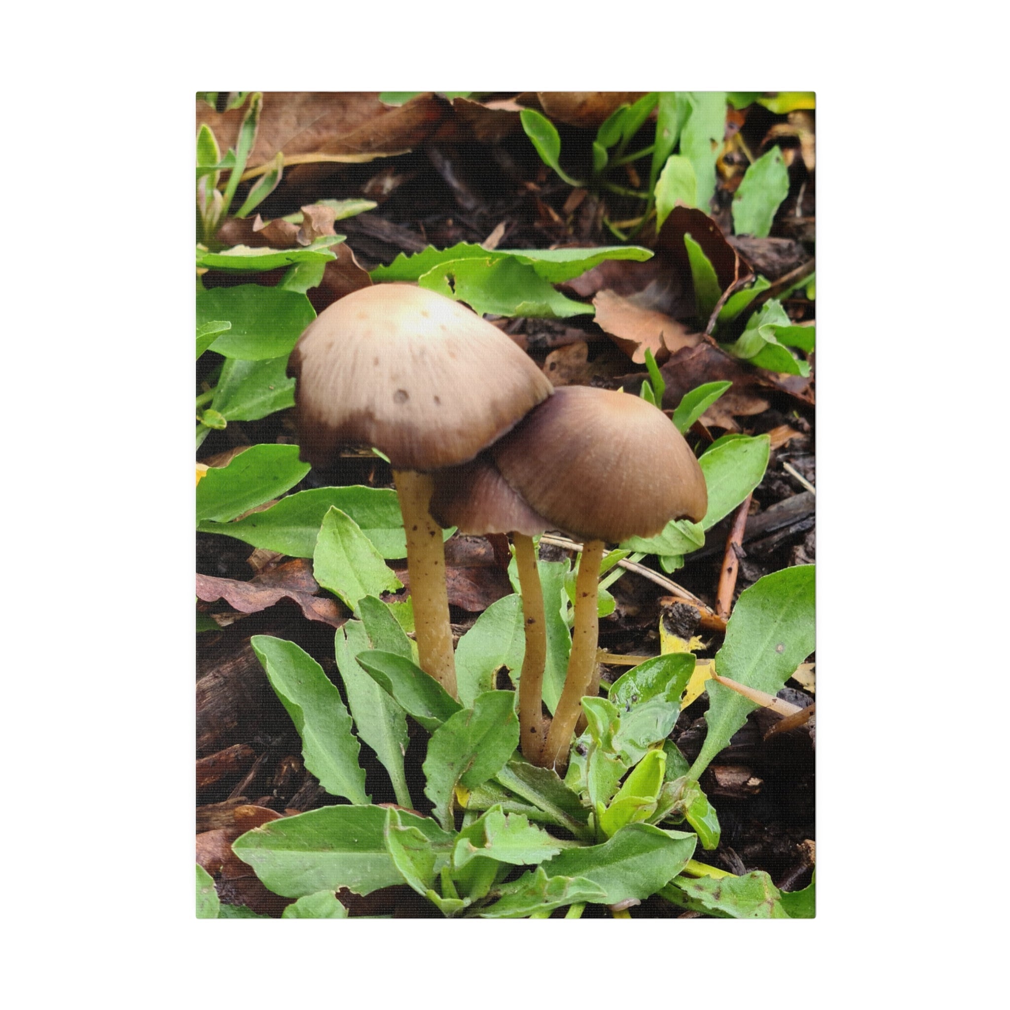 Three Mushrooms Together Canvas - The Trio Synergize Group