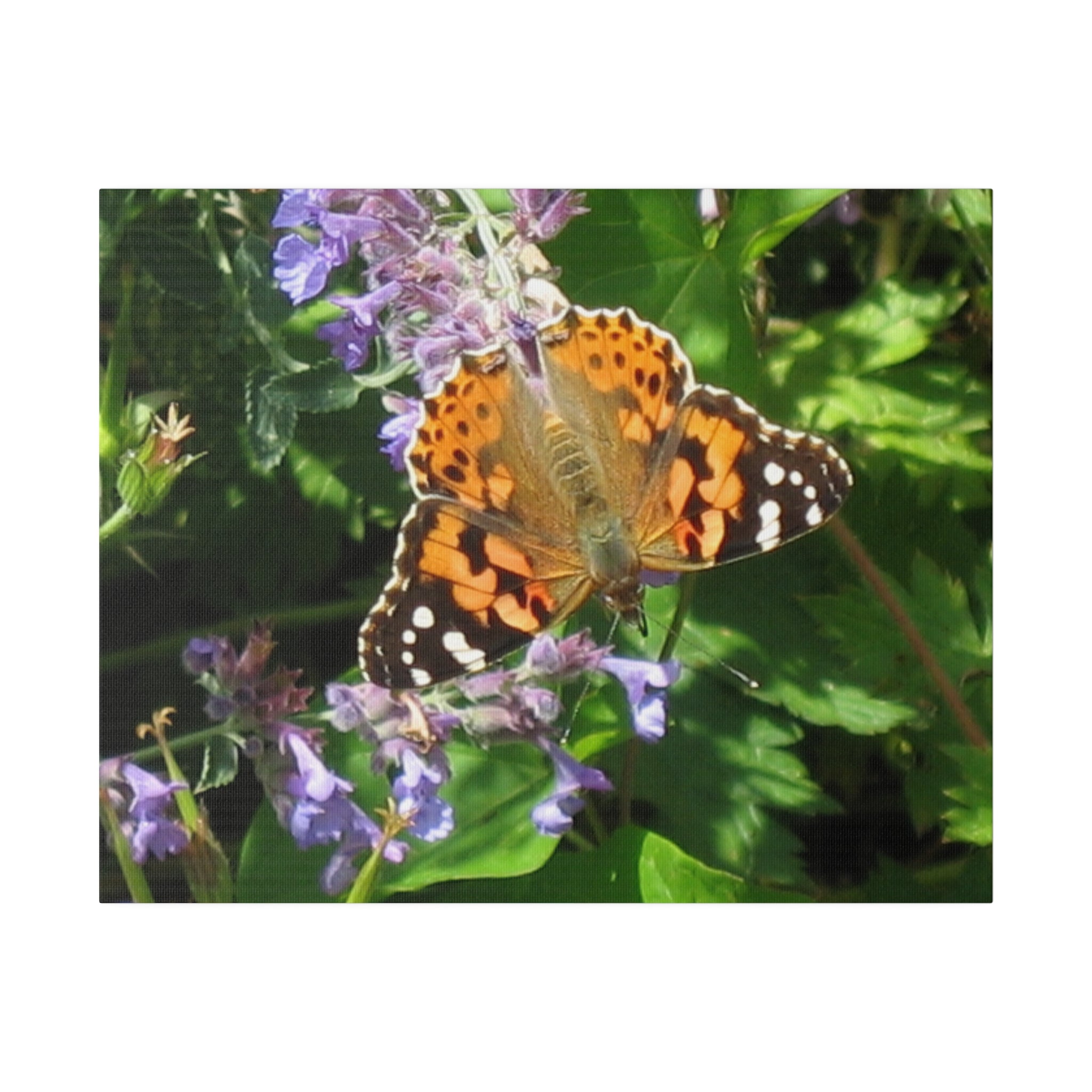 Painted Lady Butterfly On A Purple Flower Canvas - The Trio Synergize Group