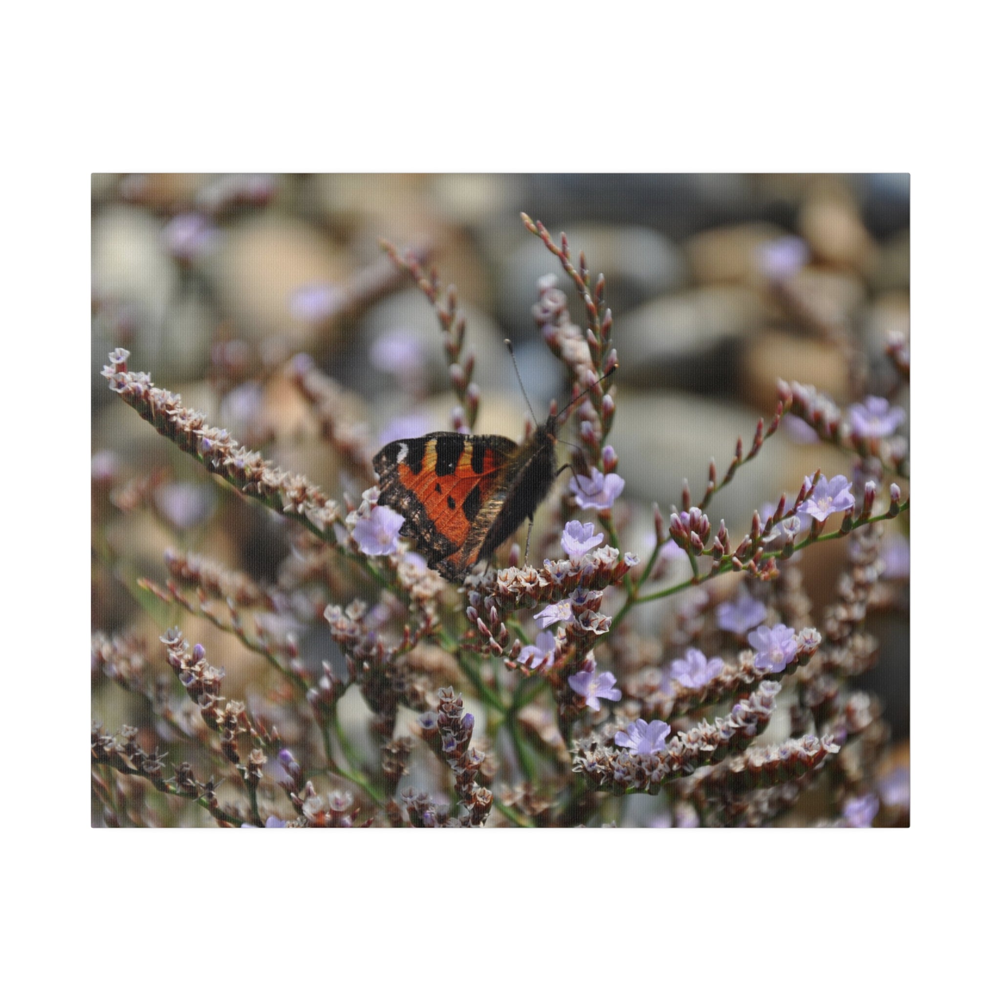 Painted Lady Butterfly On Flowers On The Beach Canvas - The Trio Synergize Group