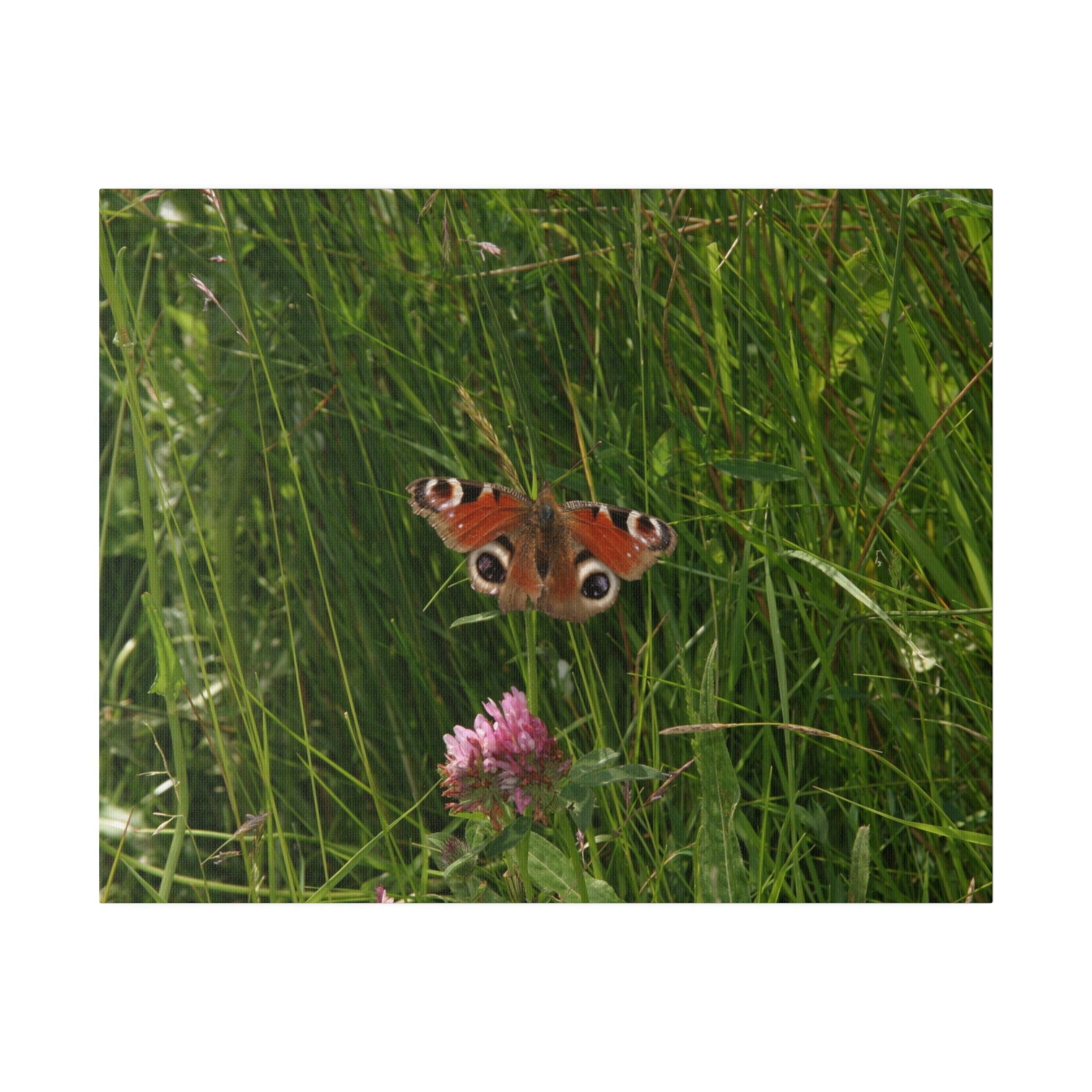 Peacock Butterfly On A Flower Different View Canvas - The Trio Synergize Group