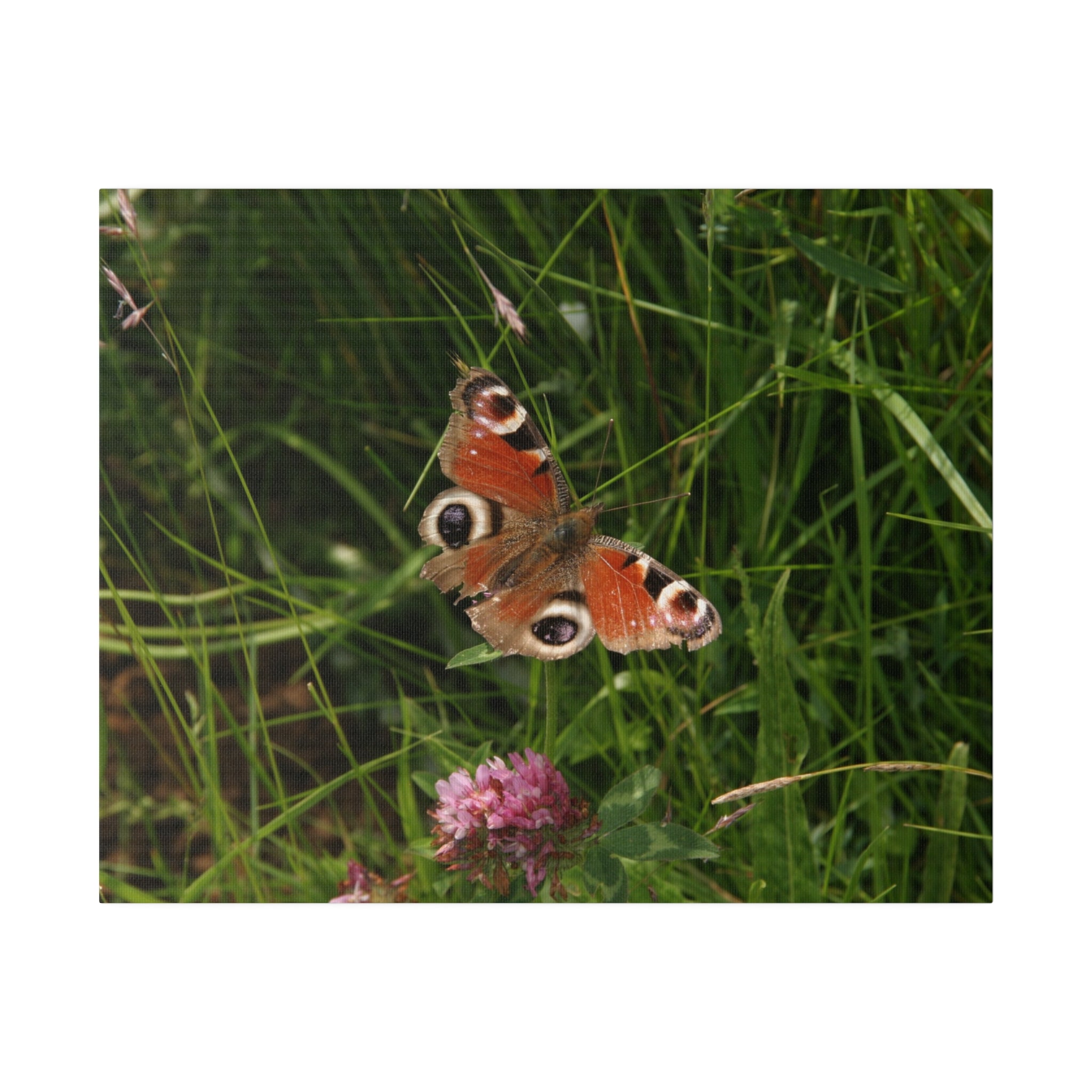 Peacock Butterfly On A Flower Wings Wide Open Canvas - The Trio Synergize Group
